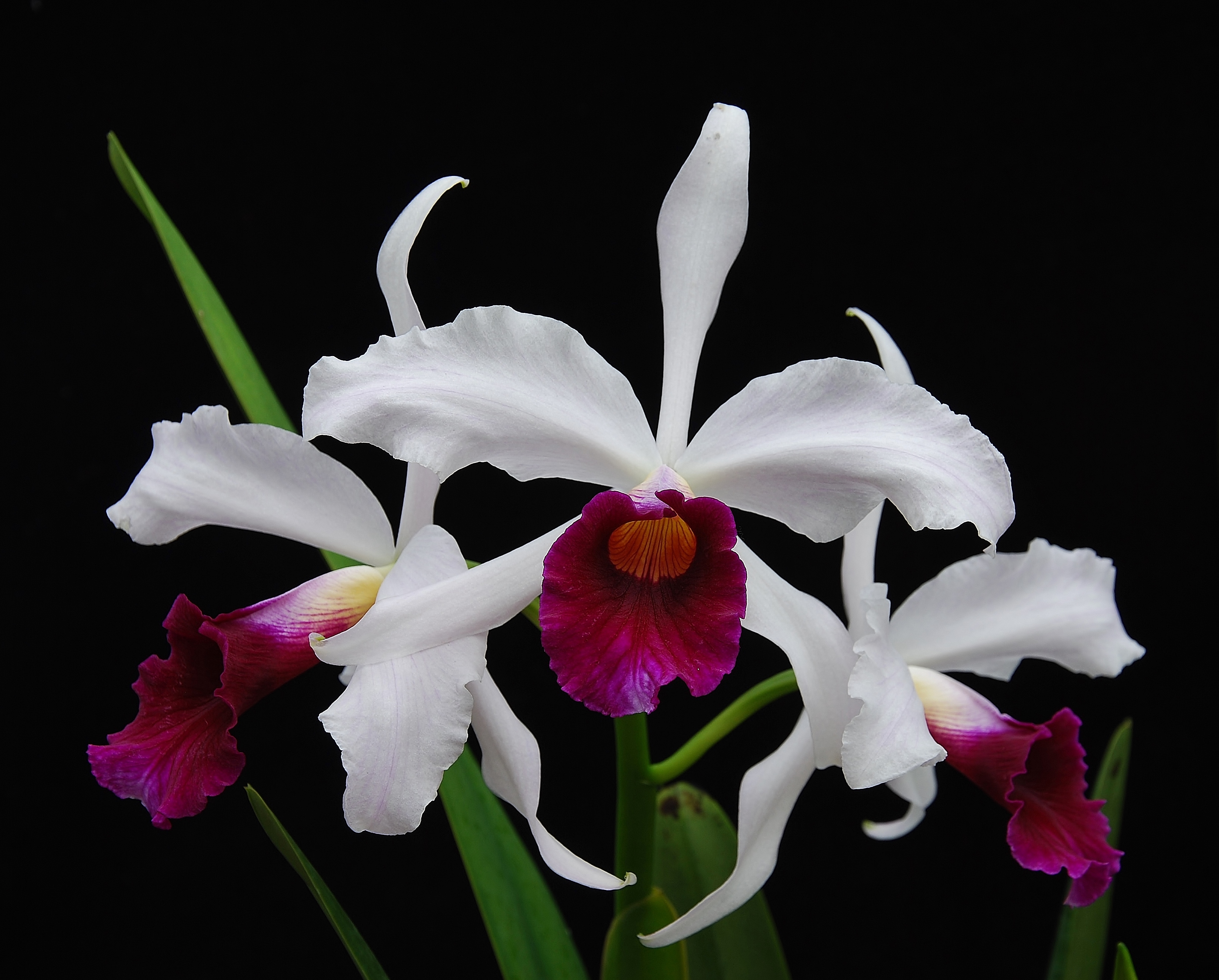 Descarga gratis la imagen Flores, Flor, Orquídea, Flor Blanca, Tierra/naturaleza en el escritorio de tu PC