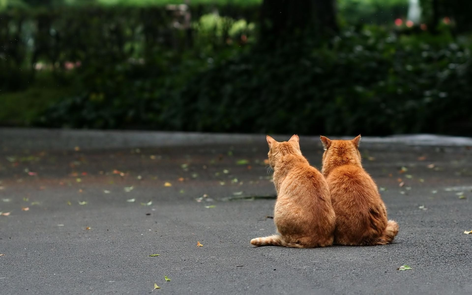 Baixe gratuitamente a imagem Animais, Gatos, Gato na área de trabalho do seu PC