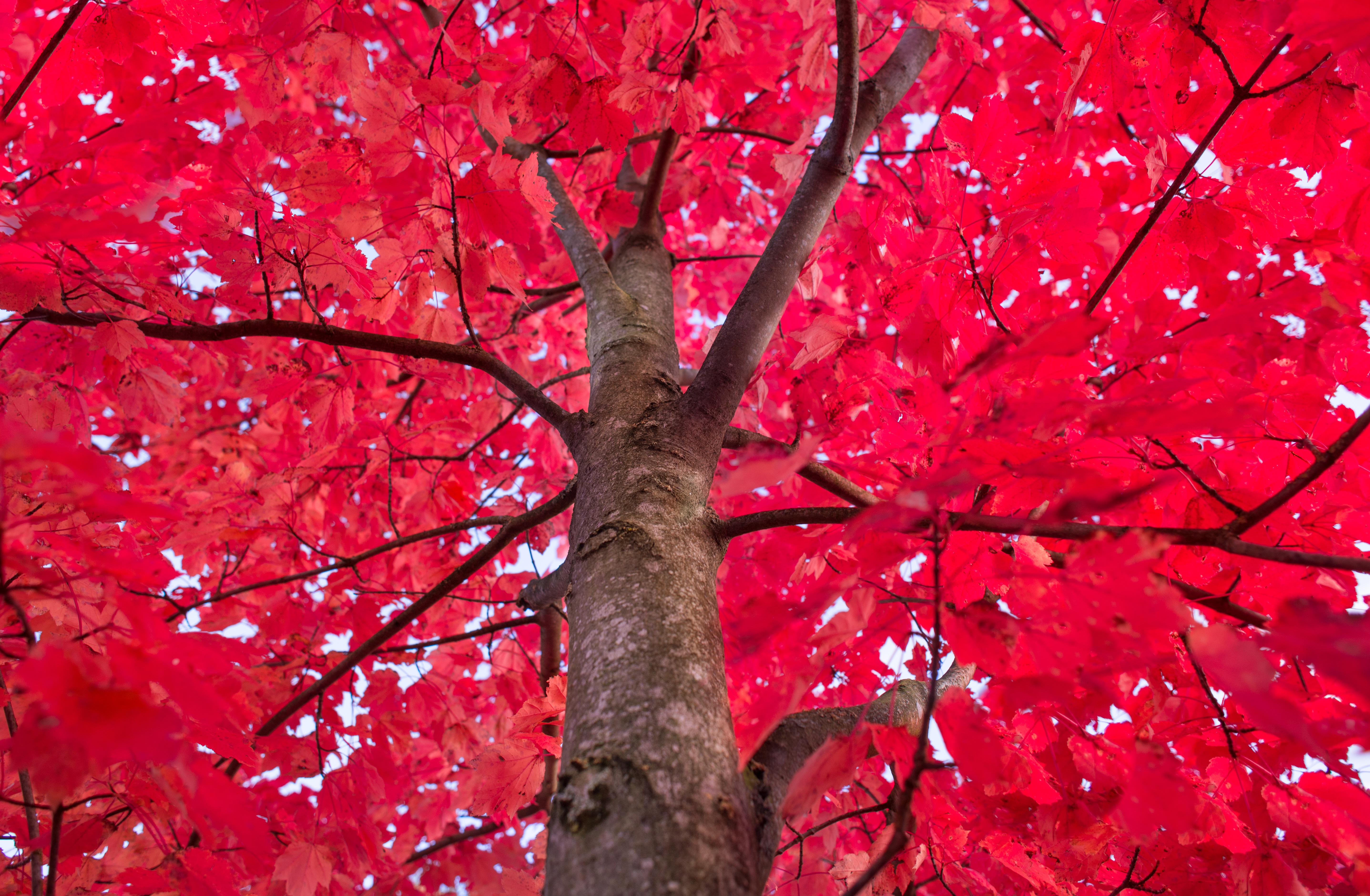 Скачать картинку Дерево, Ветки, Природа, Красный в телефон бесплатно.