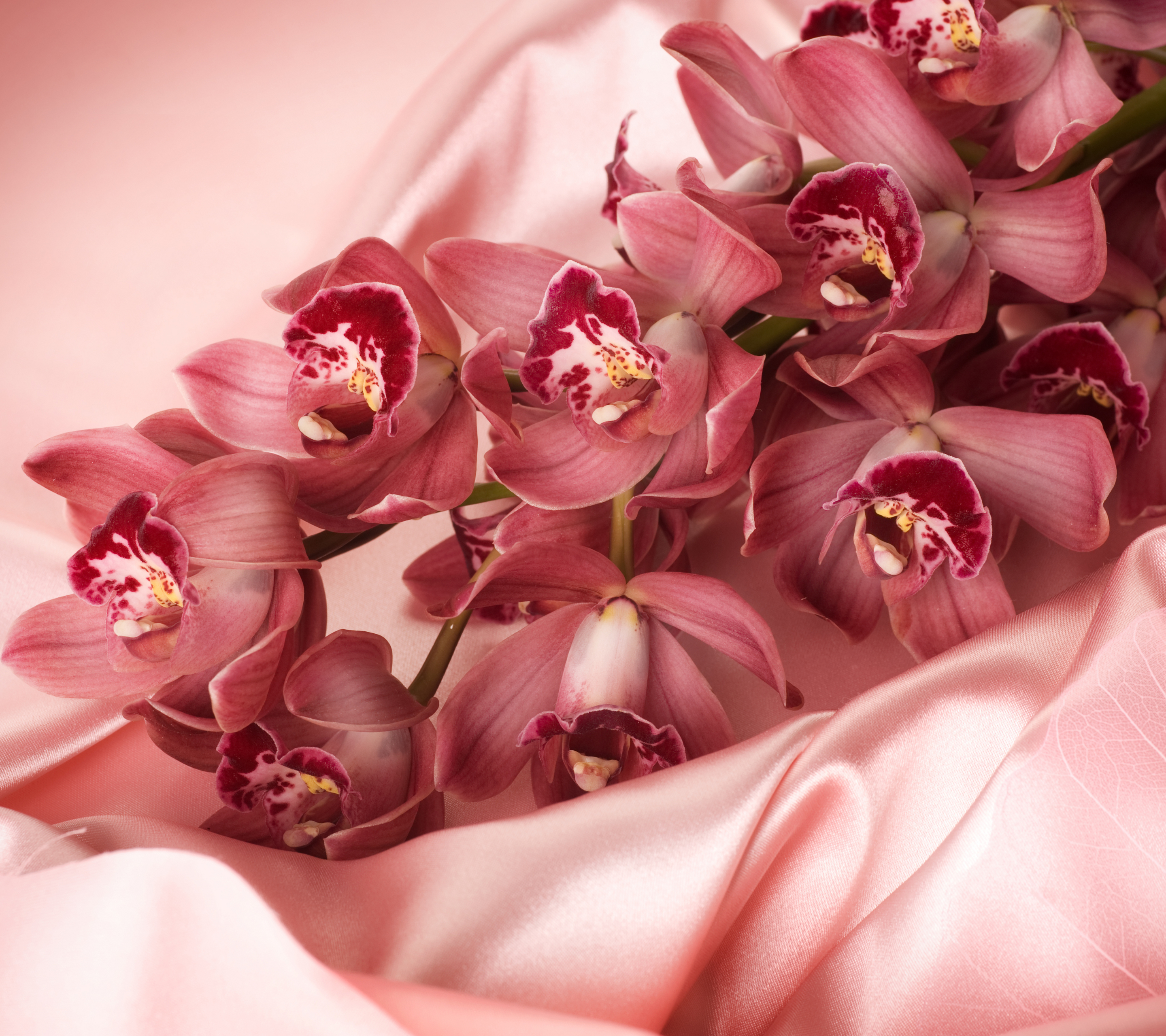 Baixe gratuitamente a imagem Flores, Flor, Fechar Se, Orquídea, Terra/natureza na área de trabalho do seu PC