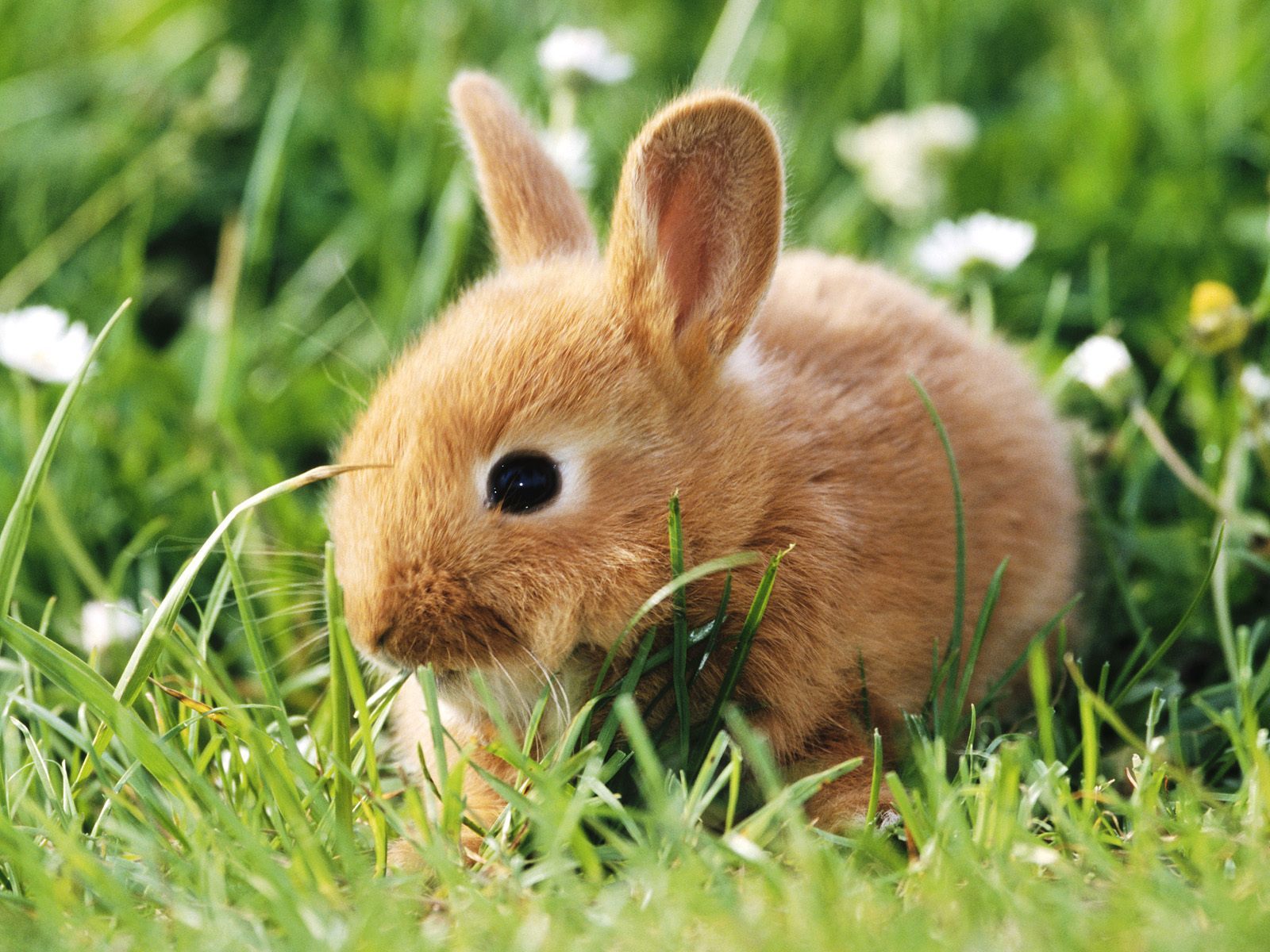 18751 Bild herunterladen kaninchen, tiere - Hintergrundbilder und Bildschirmschoner kostenlos