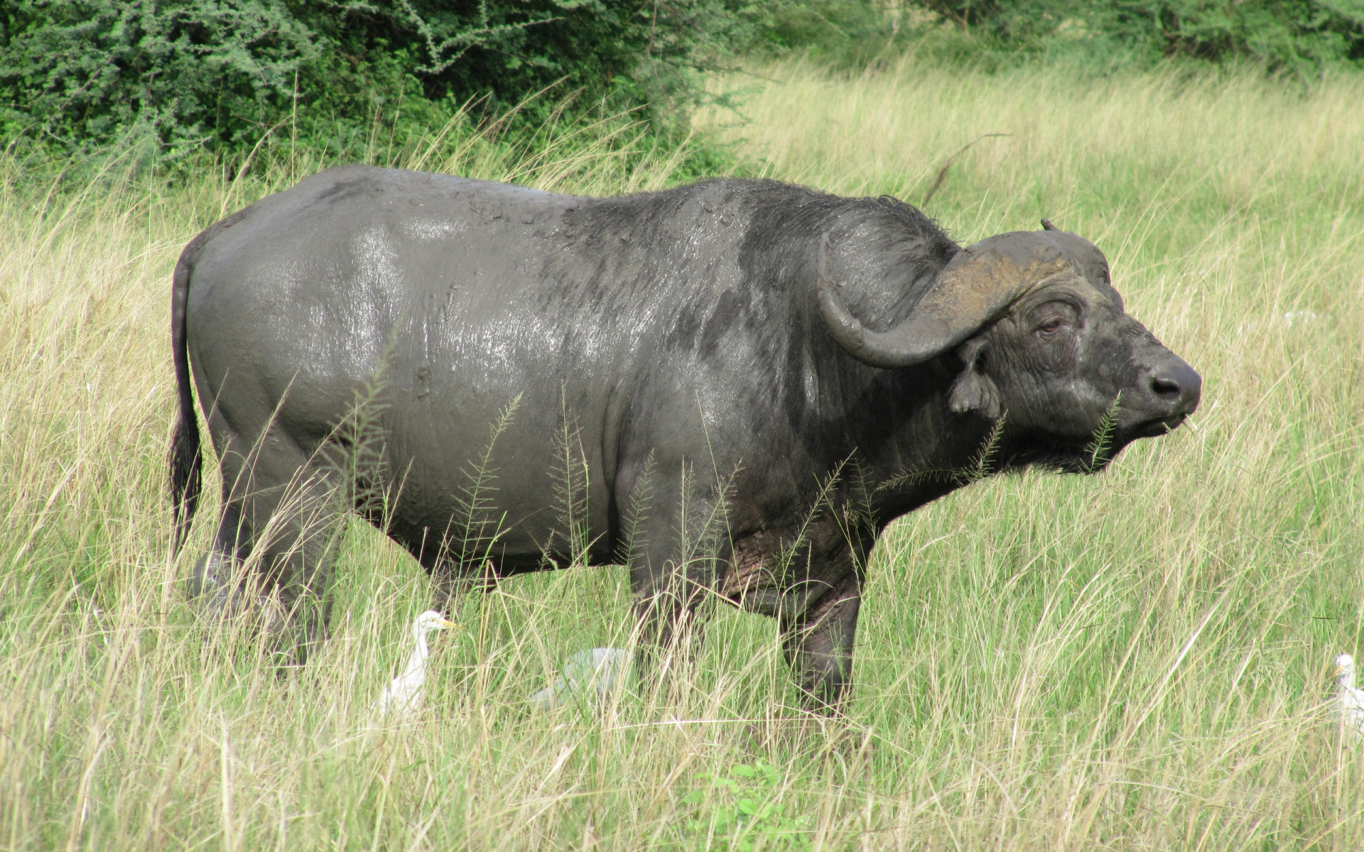 224127 Bild herunterladen tiere, afrikanischer büffel - Hintergrundbilder und Bildschirmschoner kostenlos