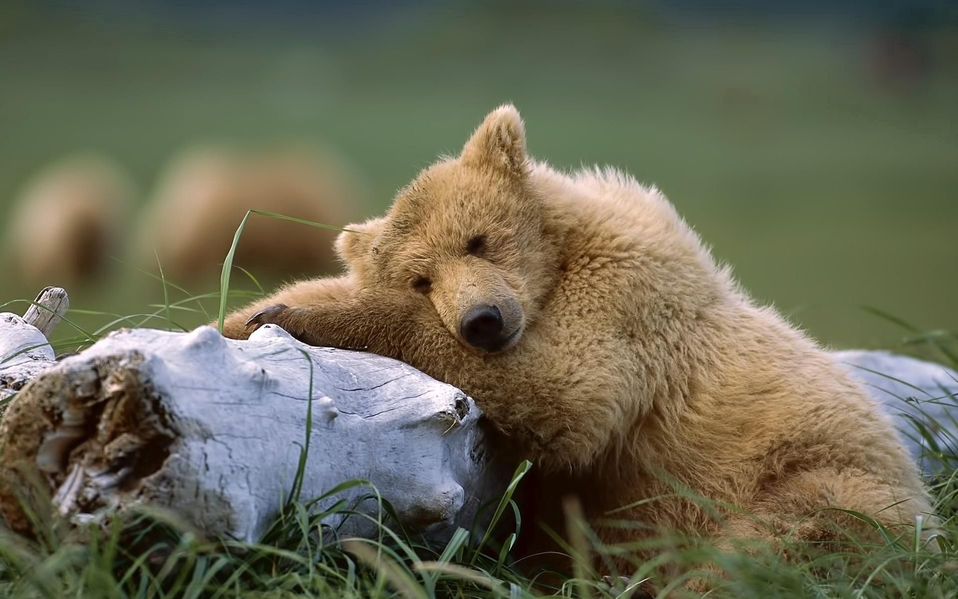 lie, animals, grass, to lie down, bear, log Phone Background