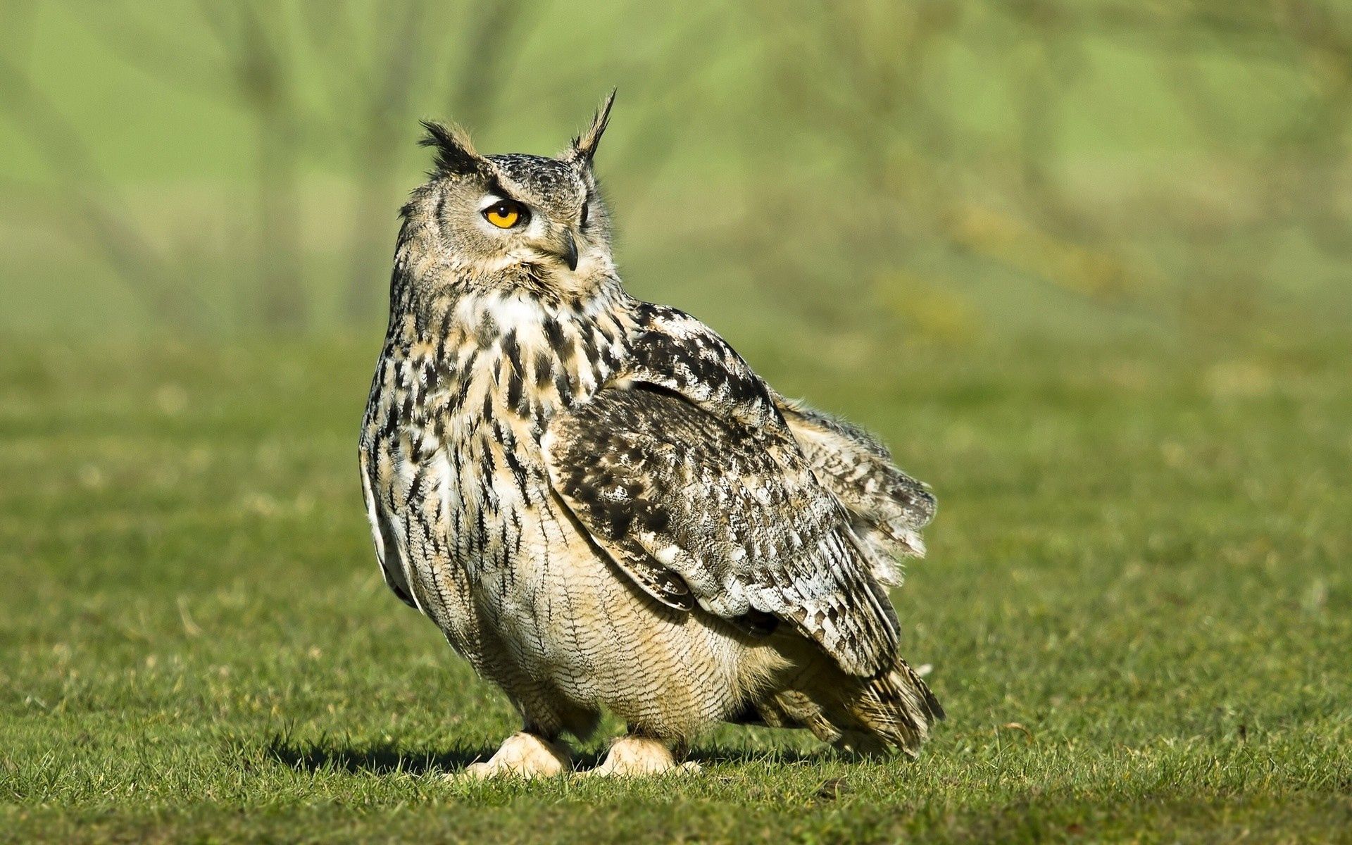 Free download wallpaper Grass, Bird, Predator, Animals, Owl on your PC desktop