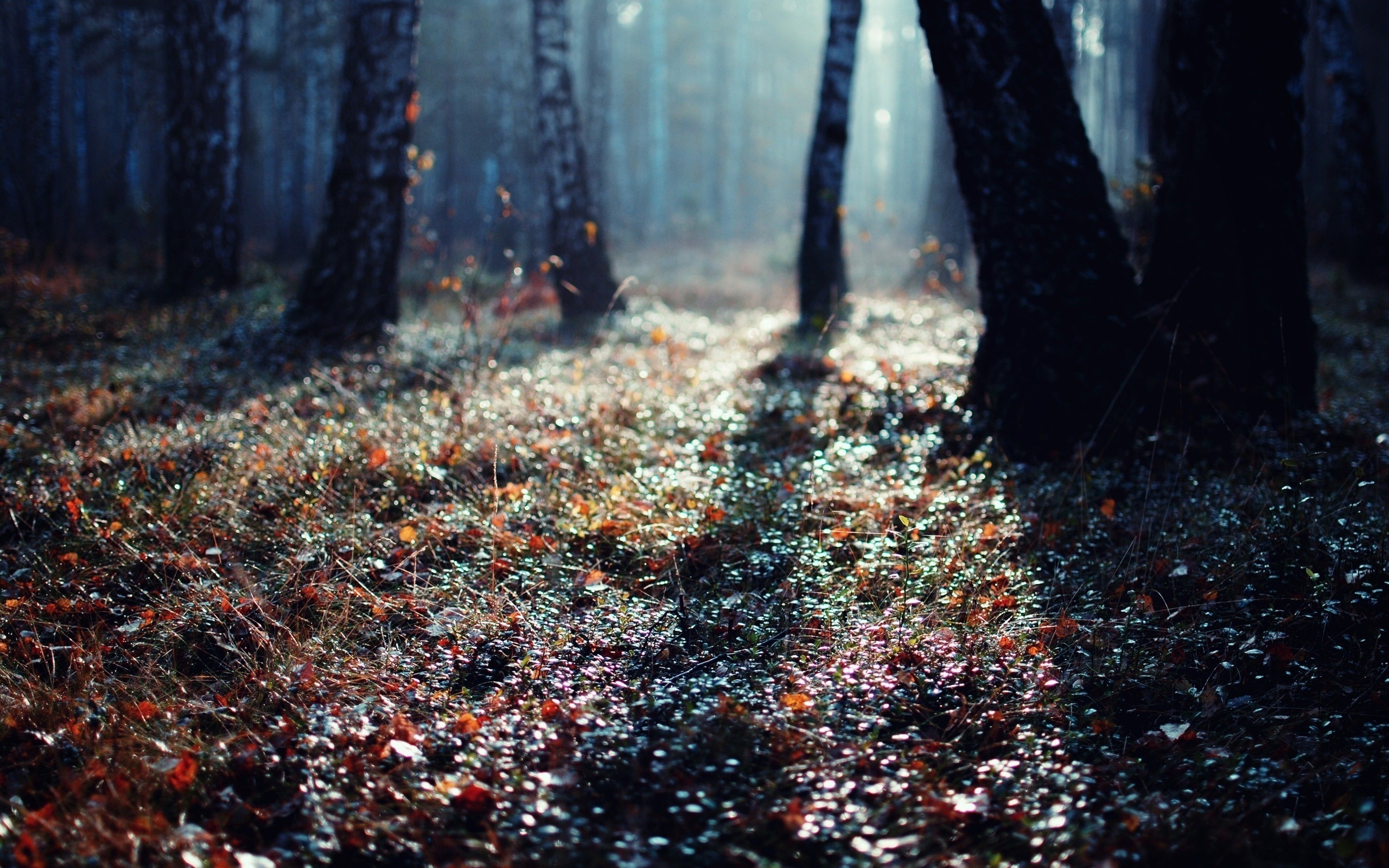 Téléchargez gratuitement l'image Forêt, Terre/nature sur le bureau de votre PC