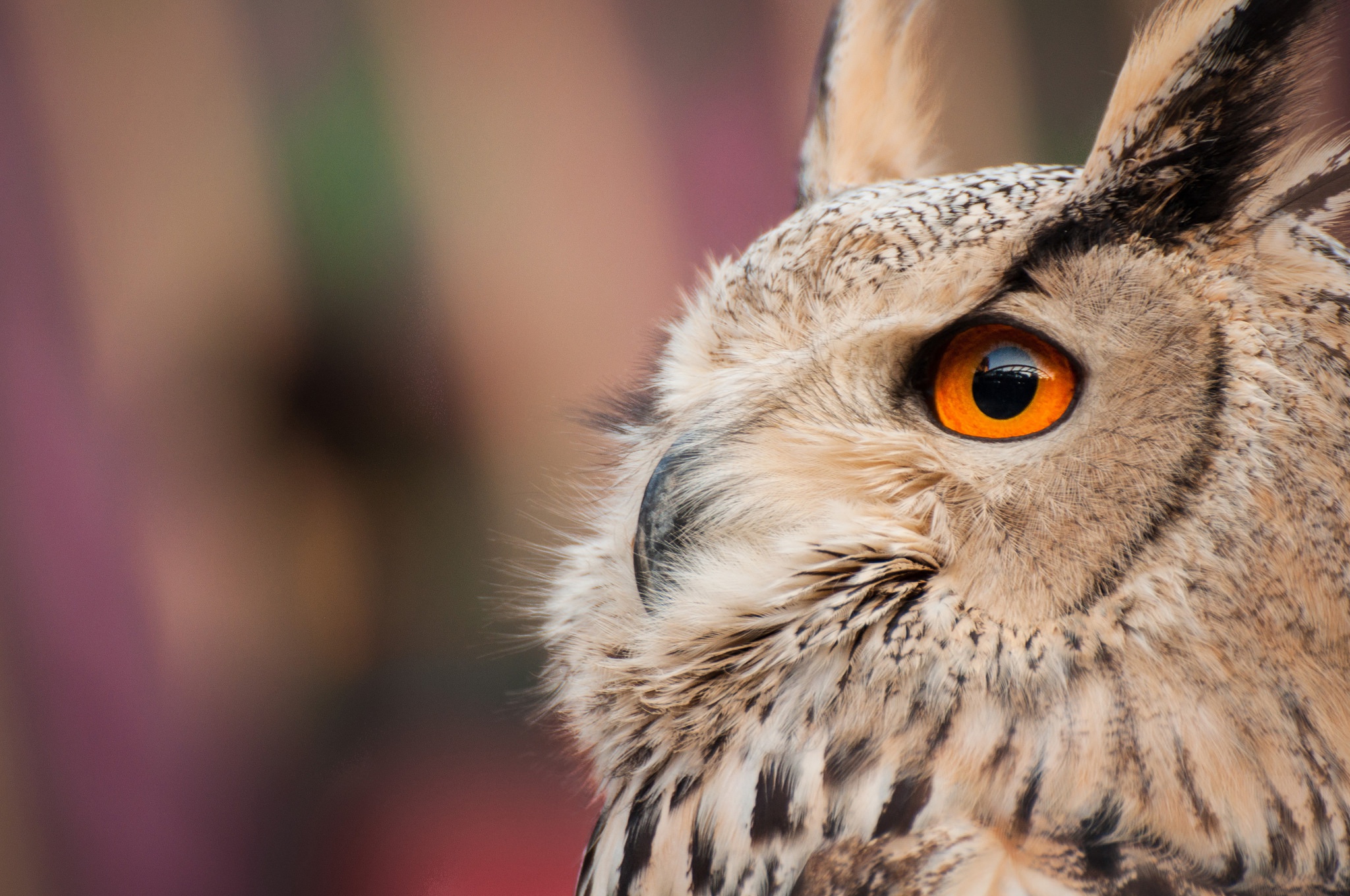 Download mobile wallpaper Birds, Owl, Bird, Animal for free.