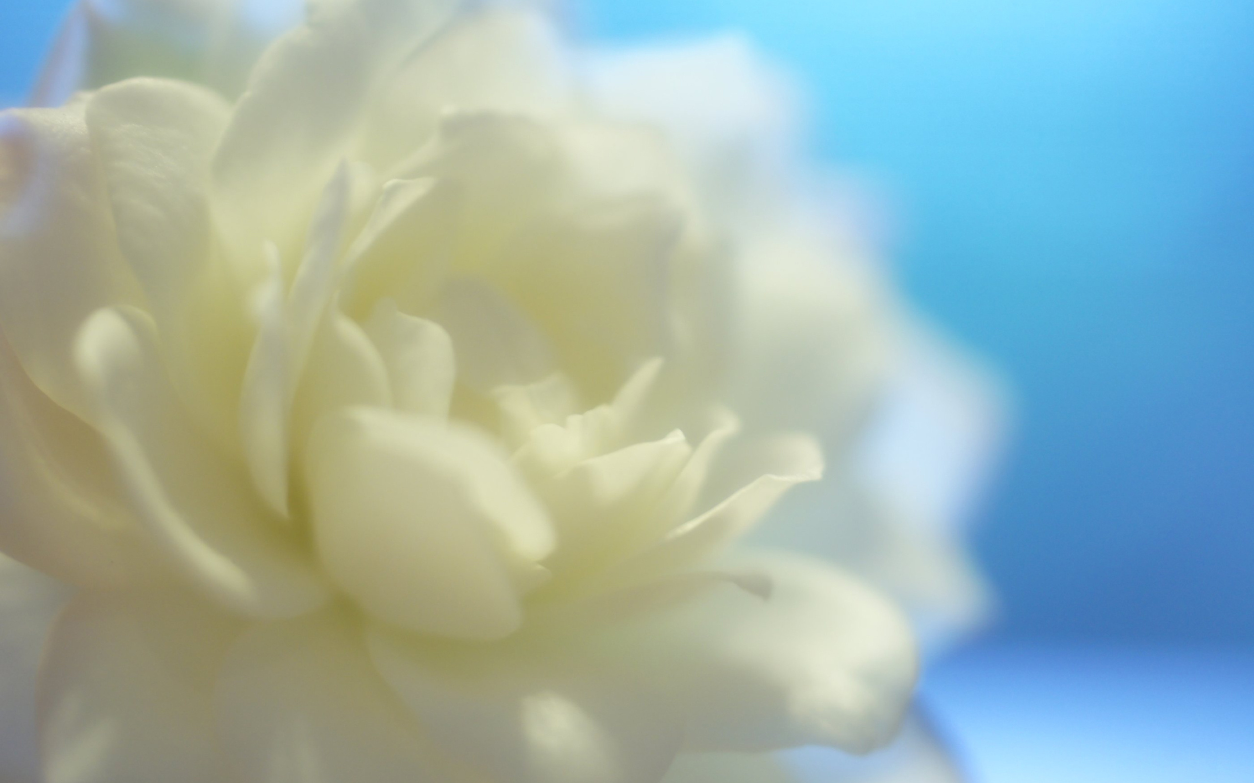 Free download wallpaper Flowers, Rose, Earth on your PC desktop