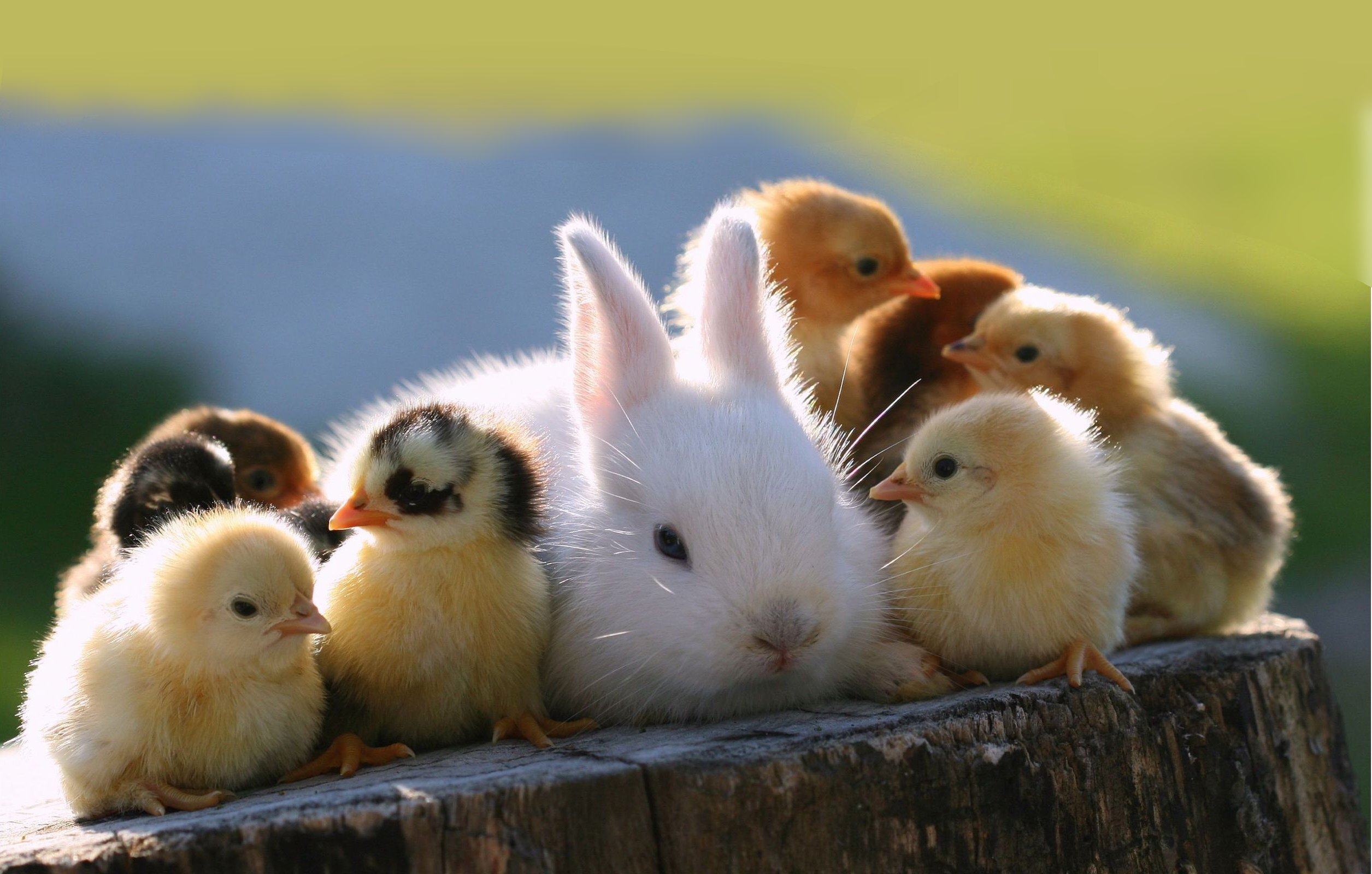 742597 скачать обои кролик, курица, животные, милый, цыпленок - заставки и картинки бесплатно