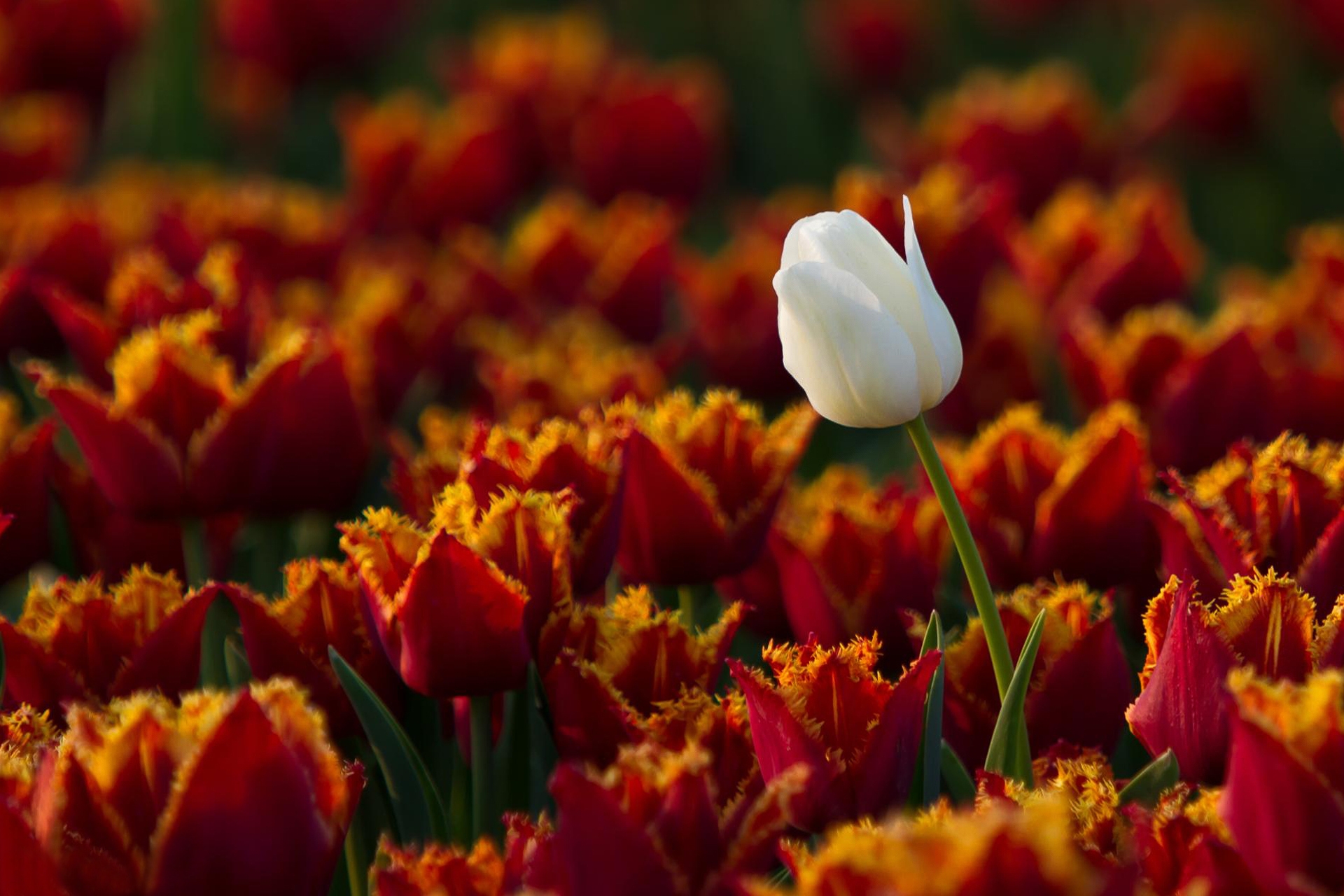 138066 descargar fondo de pantalla flores, tulipanes, blanco, uno: protectores de pantalla e imágenes gratis
