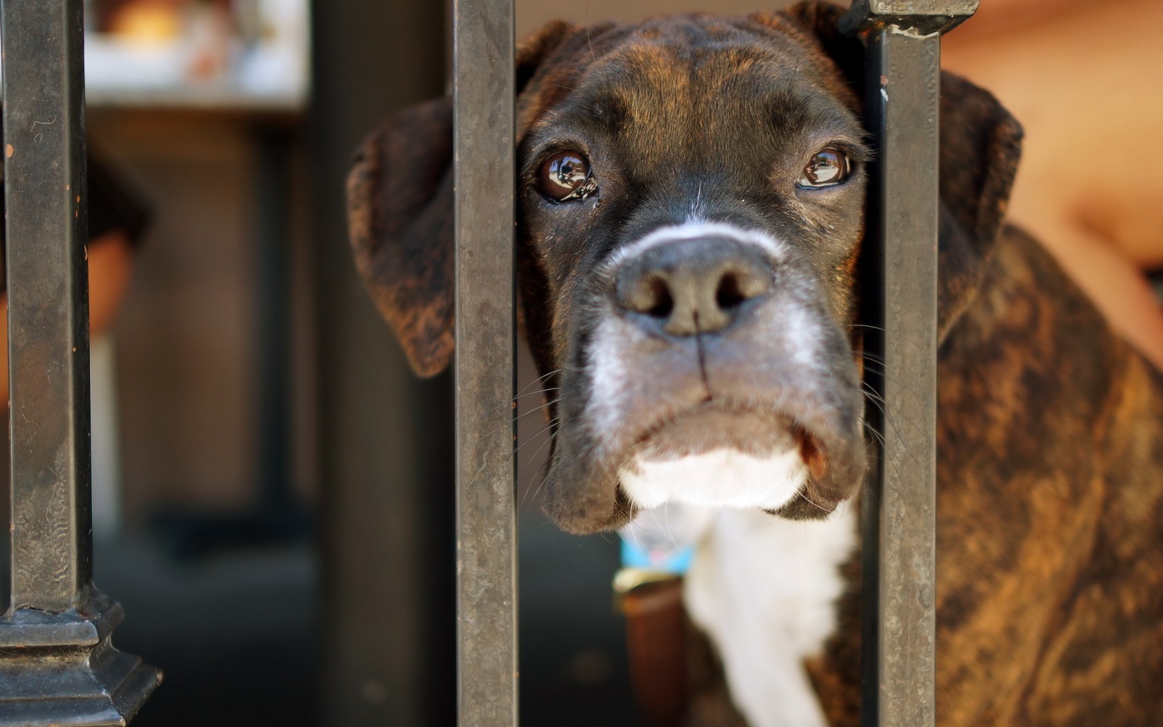 Baixar papel de parede para celular de Animais, Cães, Cão gratuito.