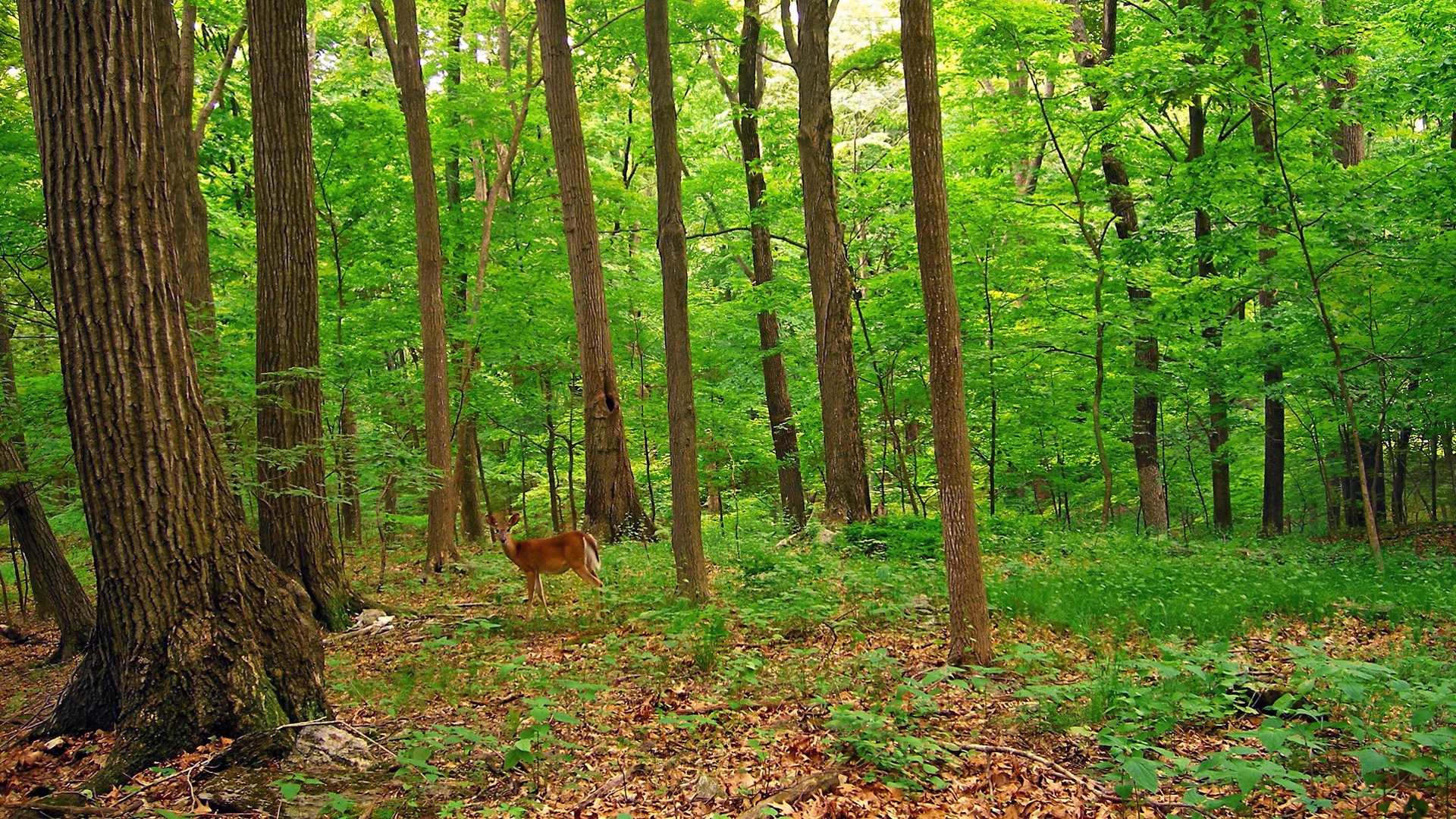 Handy-Wallpaper Wald, Erde/natur kostenlos herunterladen.