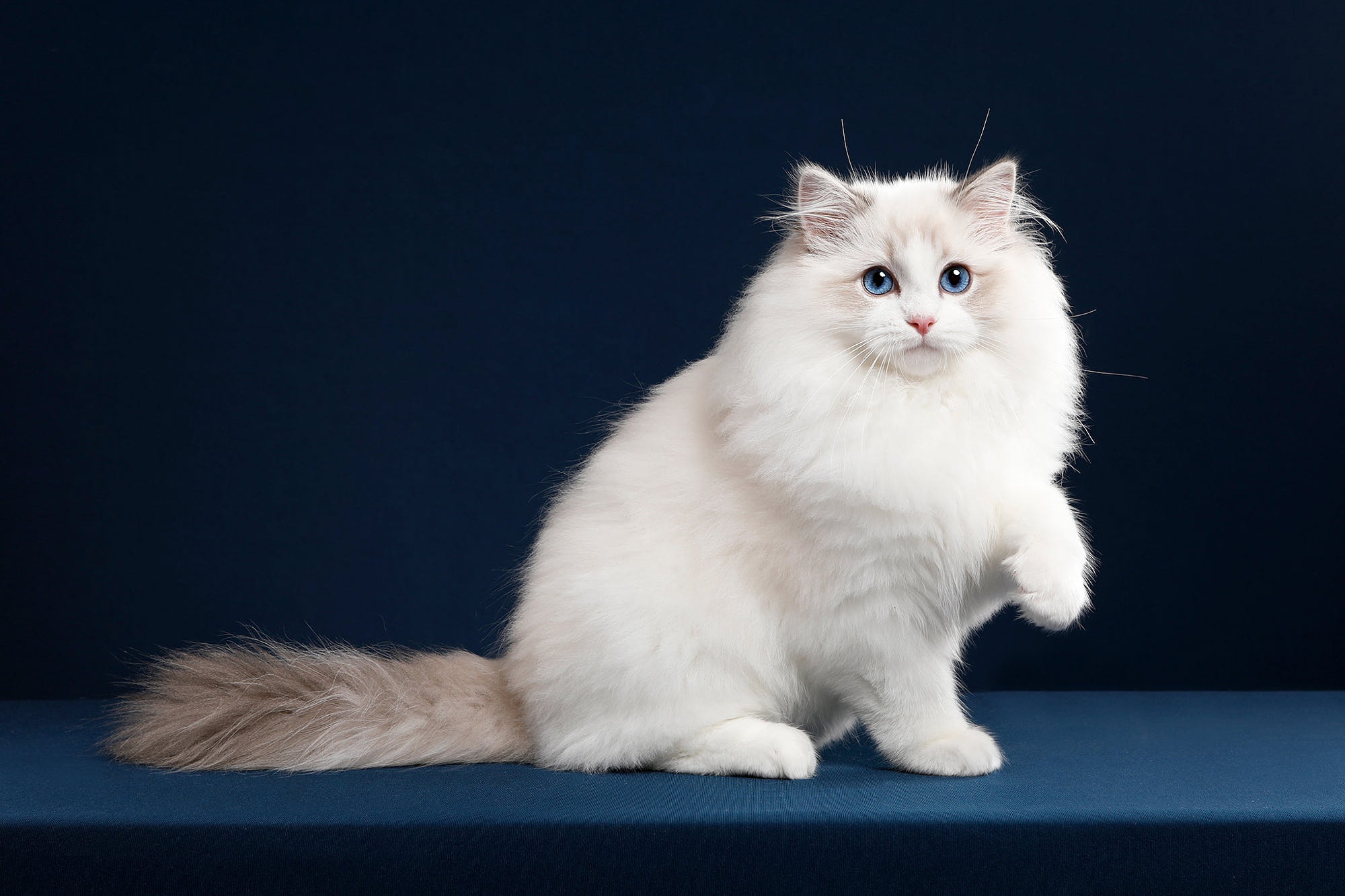 Téléchargez gratuitement l'image Animaux, Chats, Chat sur le bureau de votre PC