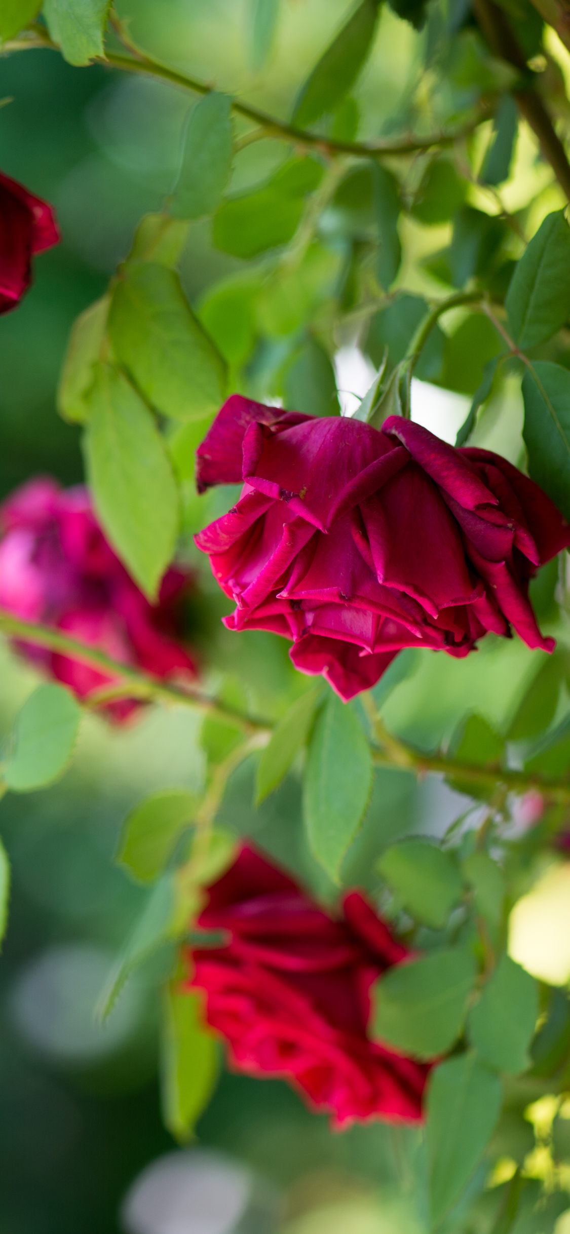 Téléchargez des papiers peints mobile Fleurs, Rose, Fleur, Macro, Bourgeon, Bokeh, Pétale, Terre/nature gratuitement.