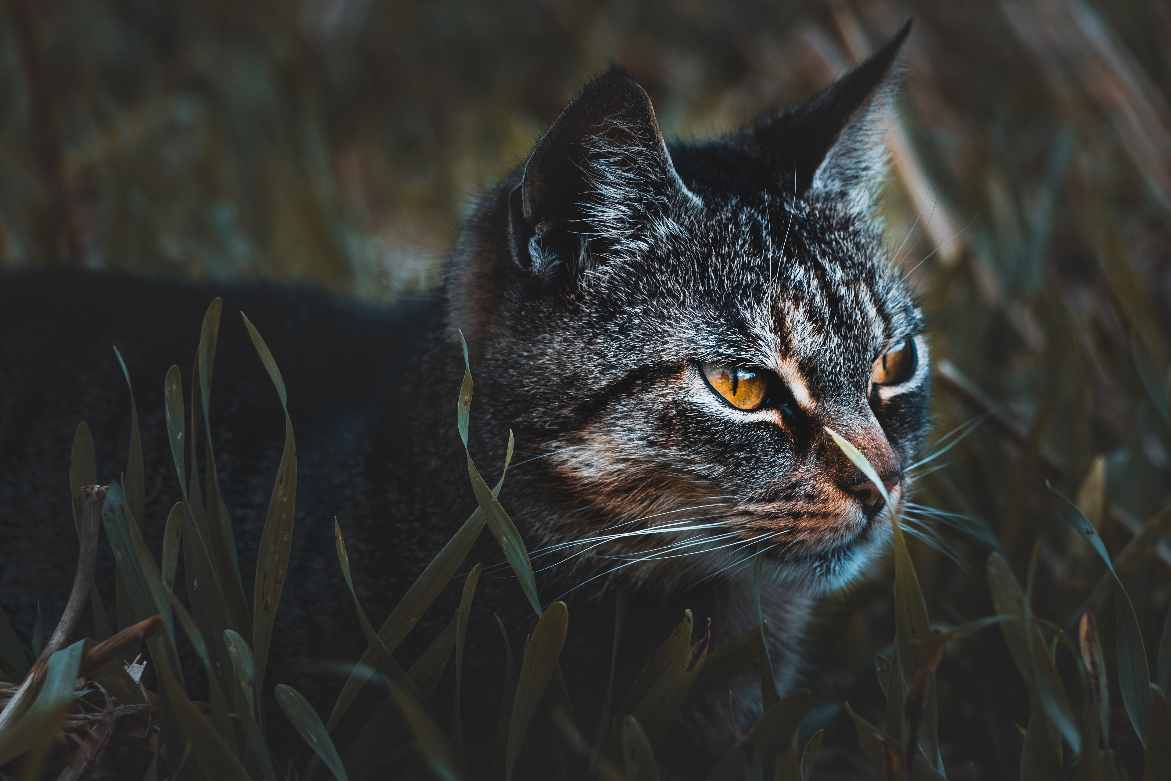 Baixe gratuitamente a imagem Gato, Gatos, Animais na área de trabalho do seu PC