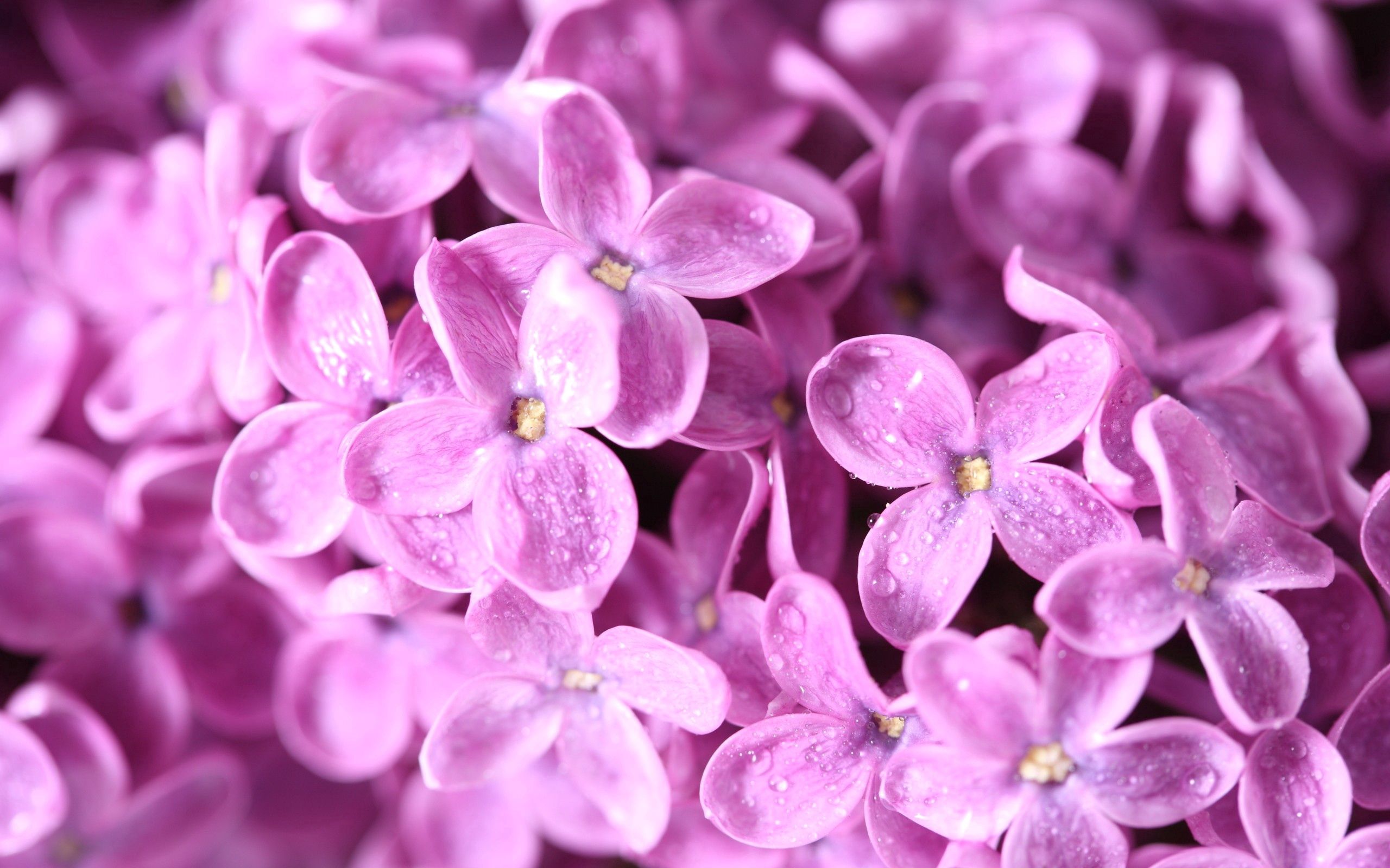 flowers, lilac, macro, petals, lots of, multitude QHD