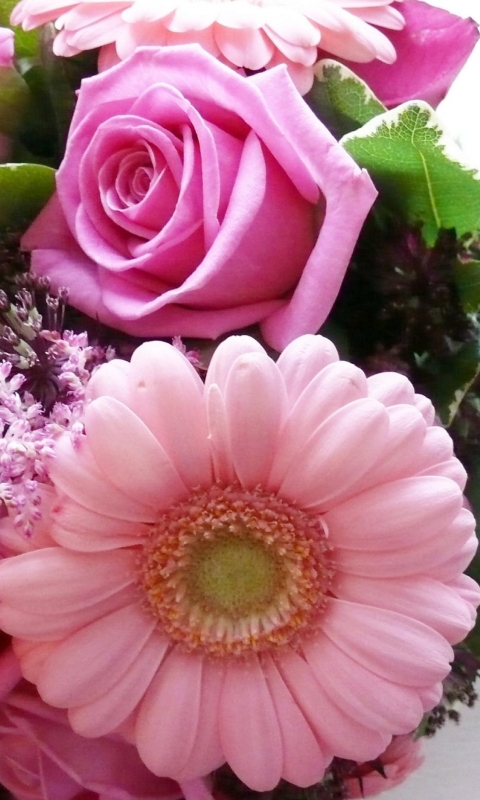 無料モバイル壁紙フラワーズ, ガーベラ, 花, 薔薇, 花束, 地球, ピンクの花をダウンロードします。