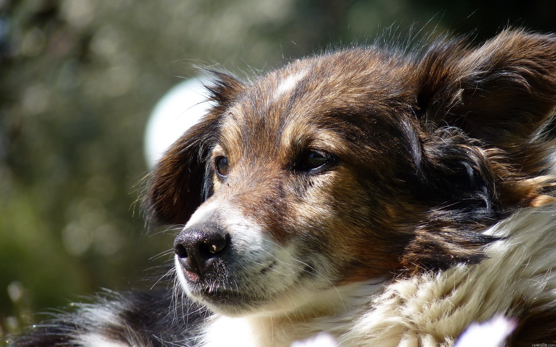 Baixar papel de parede para celular de Cães, Cão, Animais gratuito.