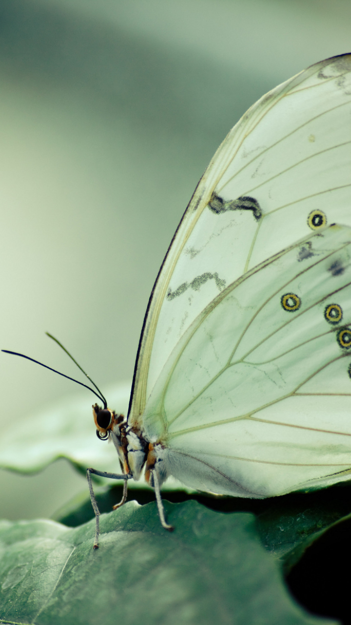 Téléchargez des papiers peints mobile Animaux, Macro, Papillon, La Nature gratuitement.