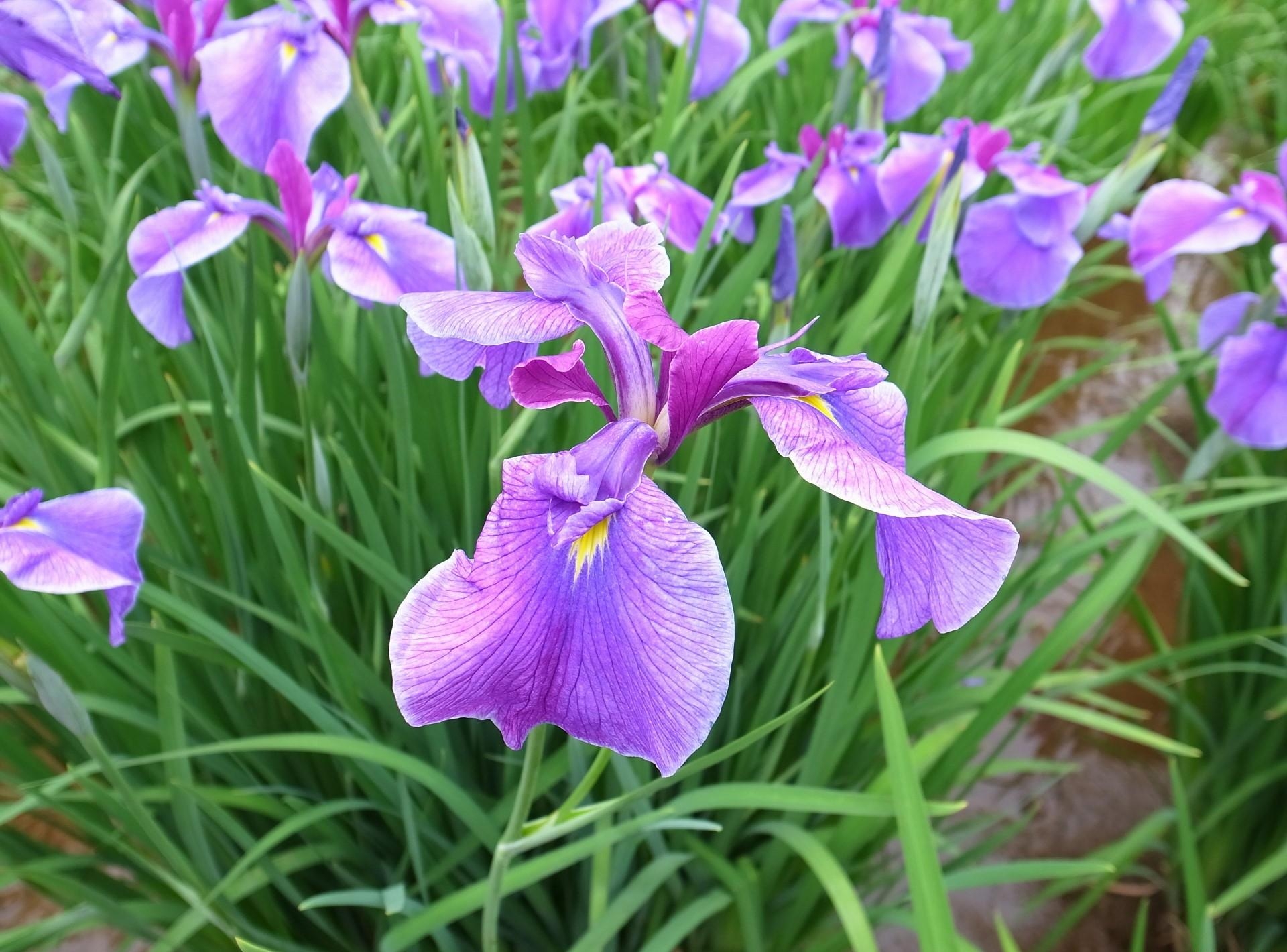 Download mobile wallpaper Greens, Irises, Flowerbed, Flower Bed, Flowers, Spring for free.
