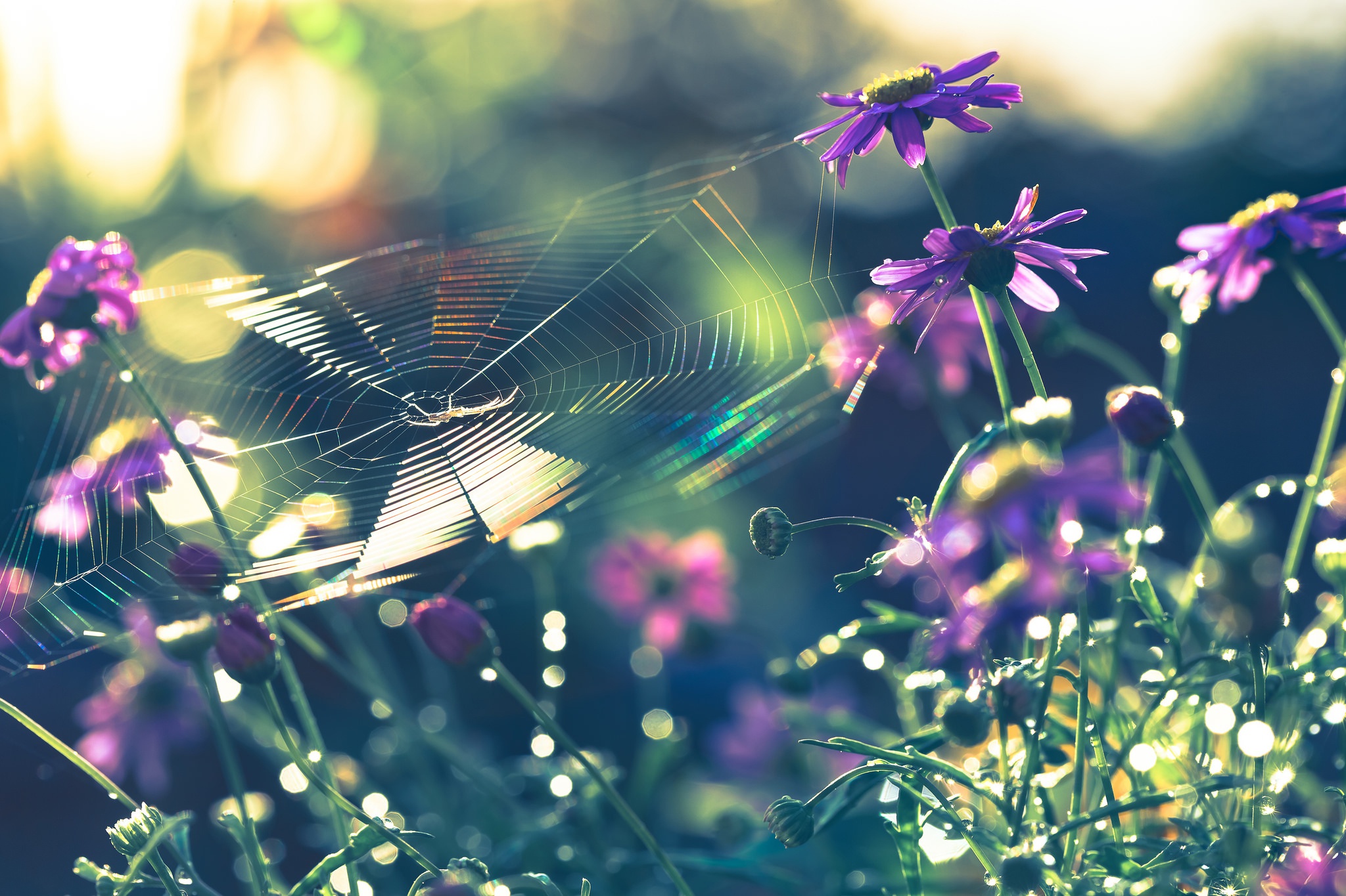 Download mobile wallpaper Flower, Bokeh, Photography, Purple Flower, Spider Web, Depth Of Field for free.