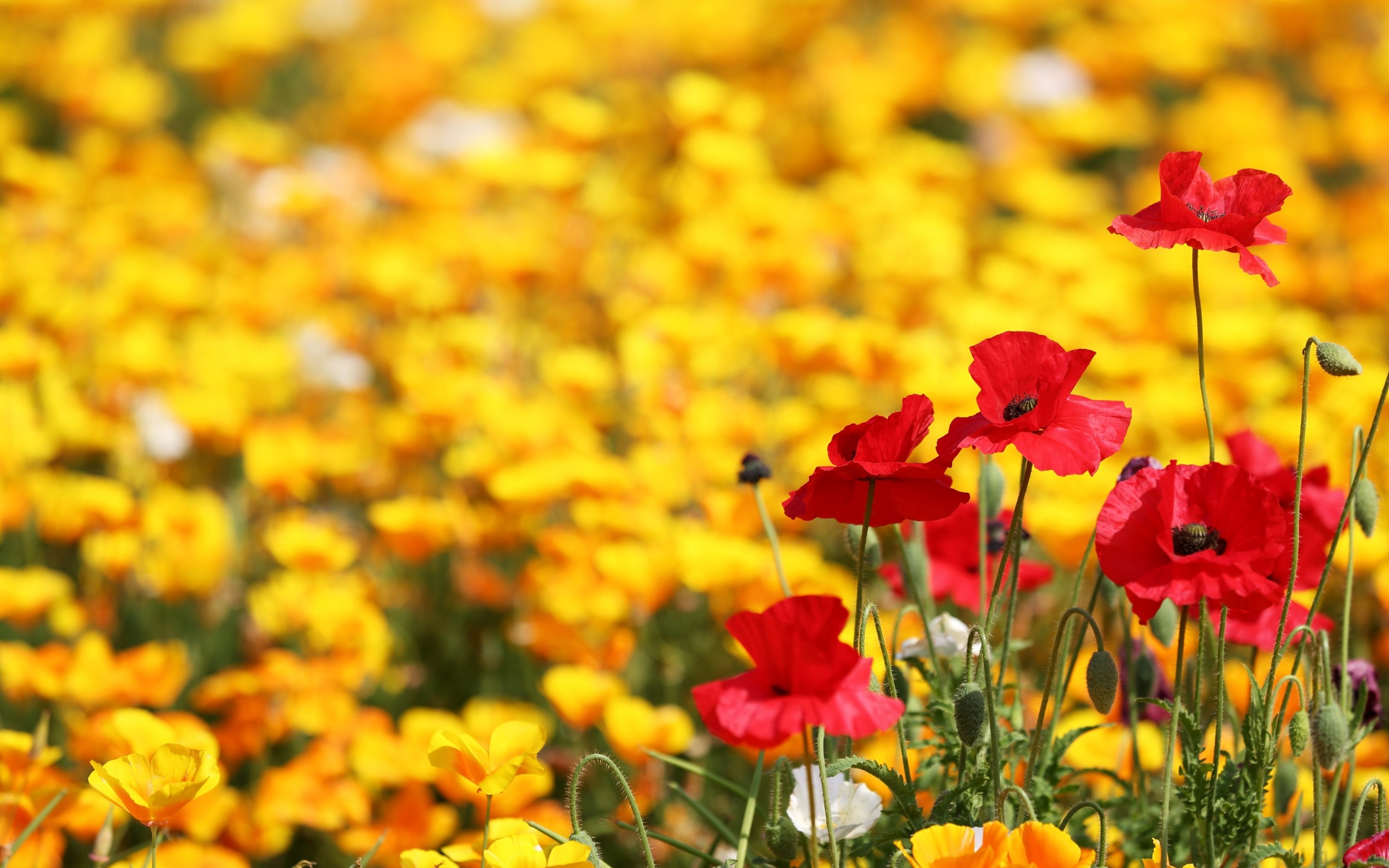 Téléchargez gratuitement l'image Fleurs, Fleur, Terre/nature sur le bureau de votre PC