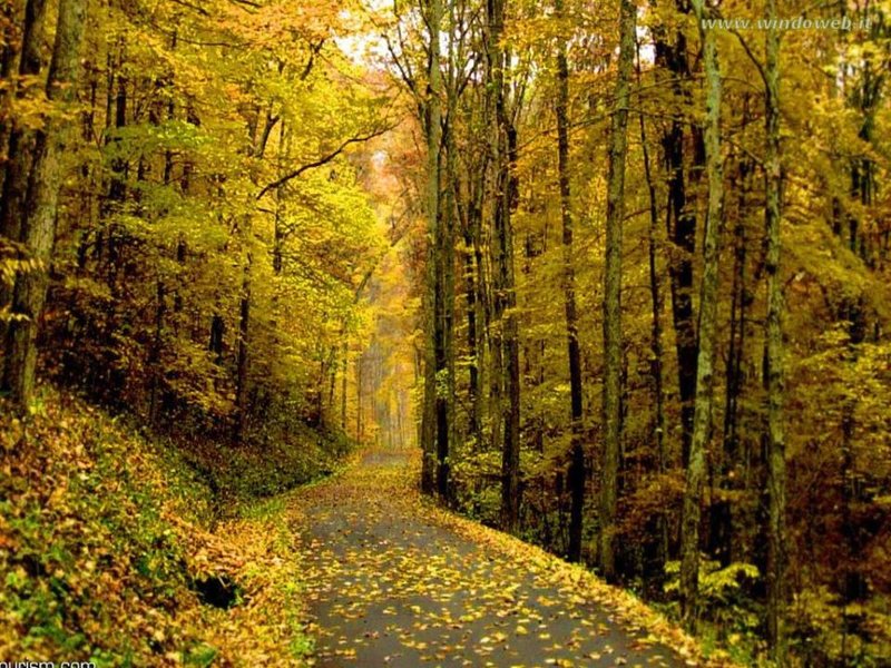 Free download wallpaper Road, Forest, Man Made on your PC desktop