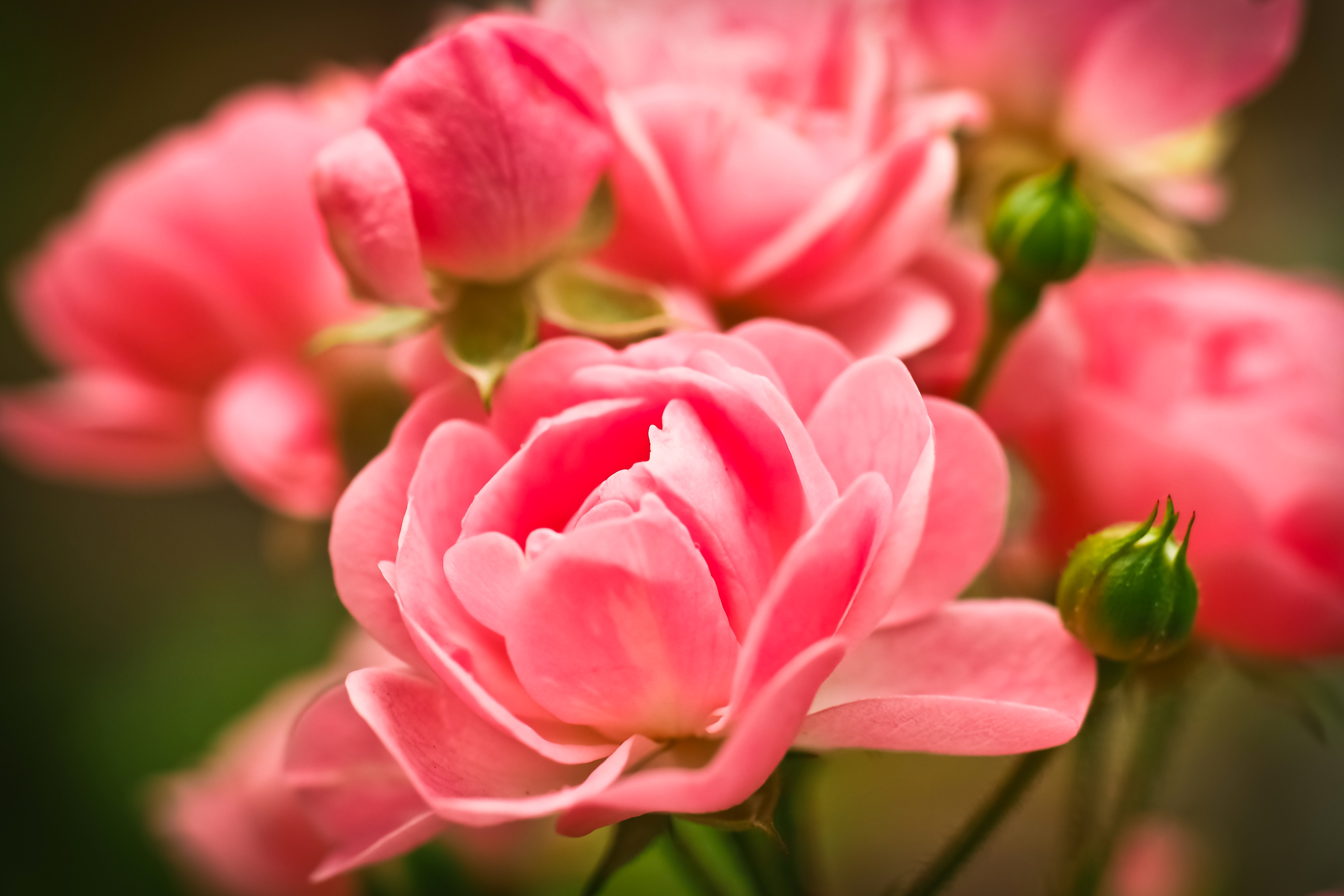 Download mobile wallpaper Flowers, Buds, Pink, Roses for free.