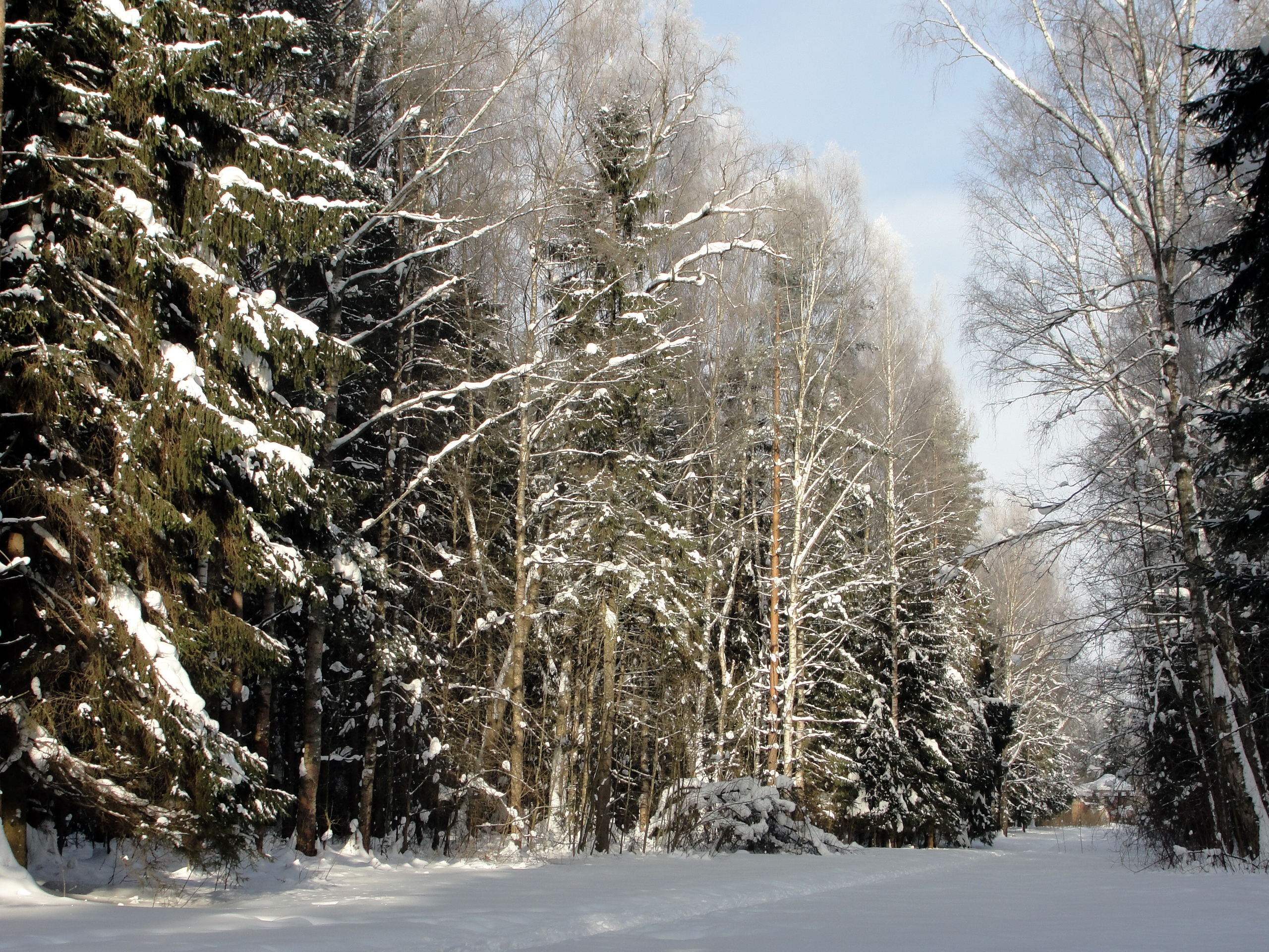 winter, nature, trees, road, forest, st petersburg, saint petersburg, pavlovsk