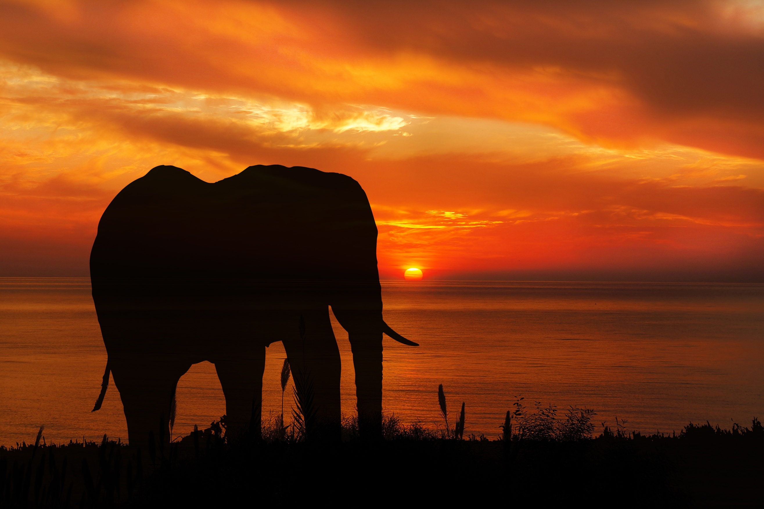 Download mobile wallpaper Sunset, Elephants, Silhouette, Animal, African Bush Elephant for free.