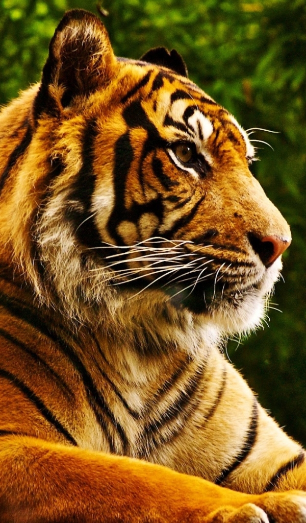 Download mobile wallpaper Cats, Tiger, Animal for free.