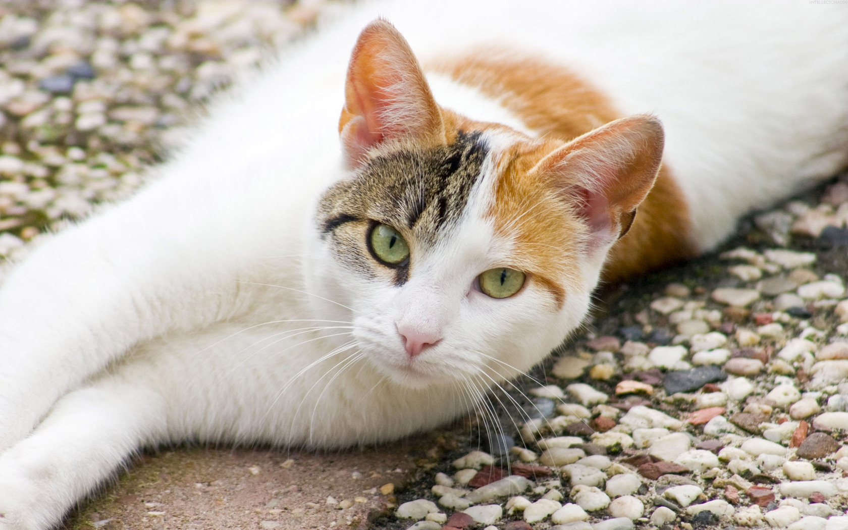 Handy-Wallpaper Tiere, Katzen, Katze kostenlos herunterladen.