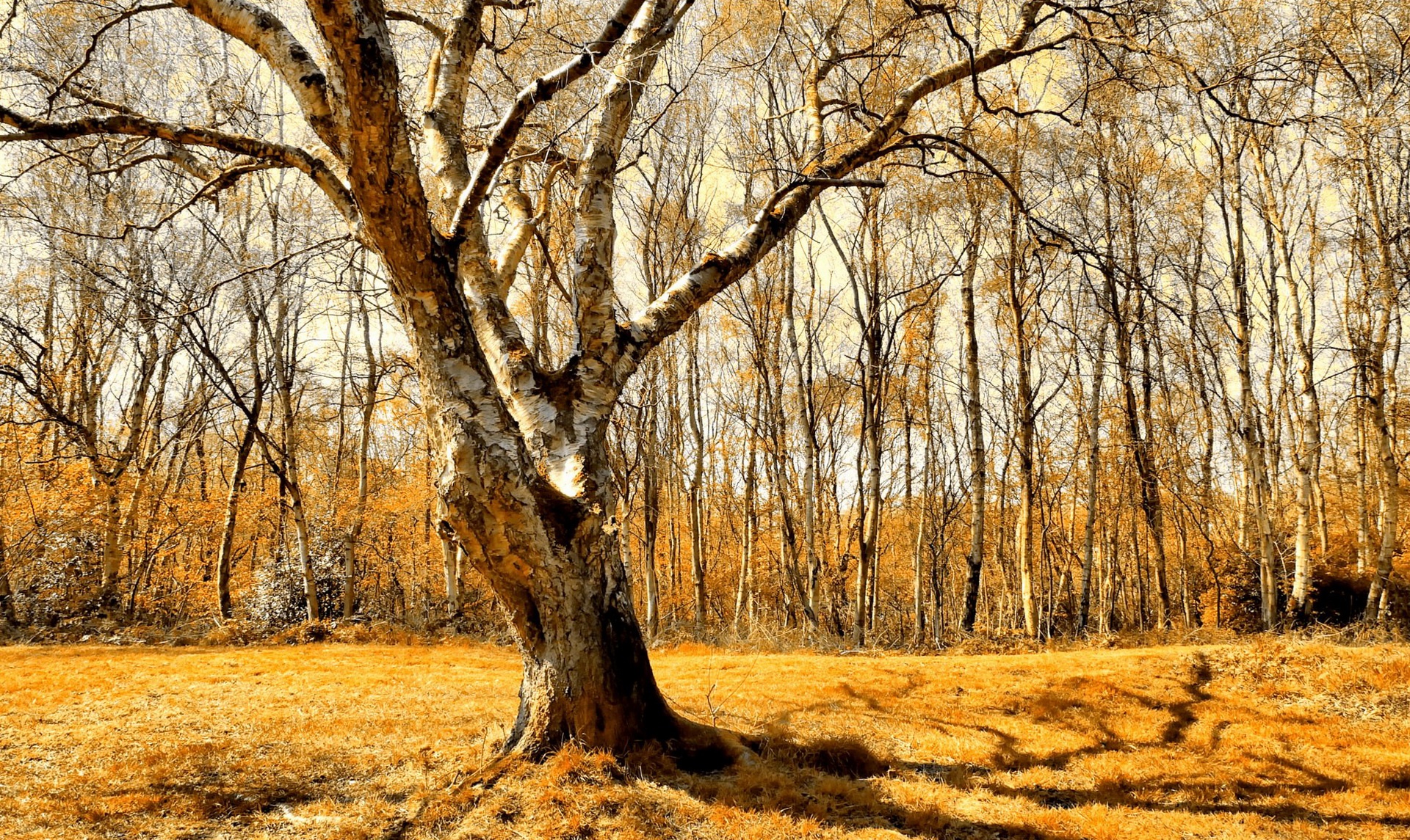 Download mobile wallpaper Nature, Tree, Fall, Earth, Birch for free.