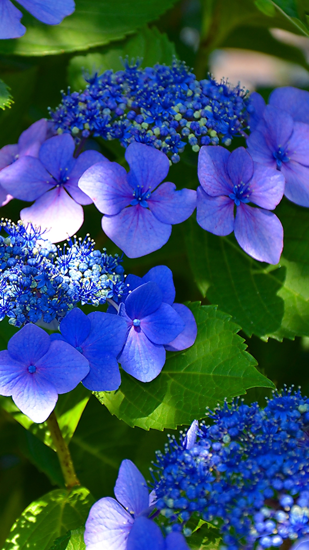 Download mobile wallpaper Flowers, Flower, Leaf, Earth, Hydrangea, Blue Flower for free.