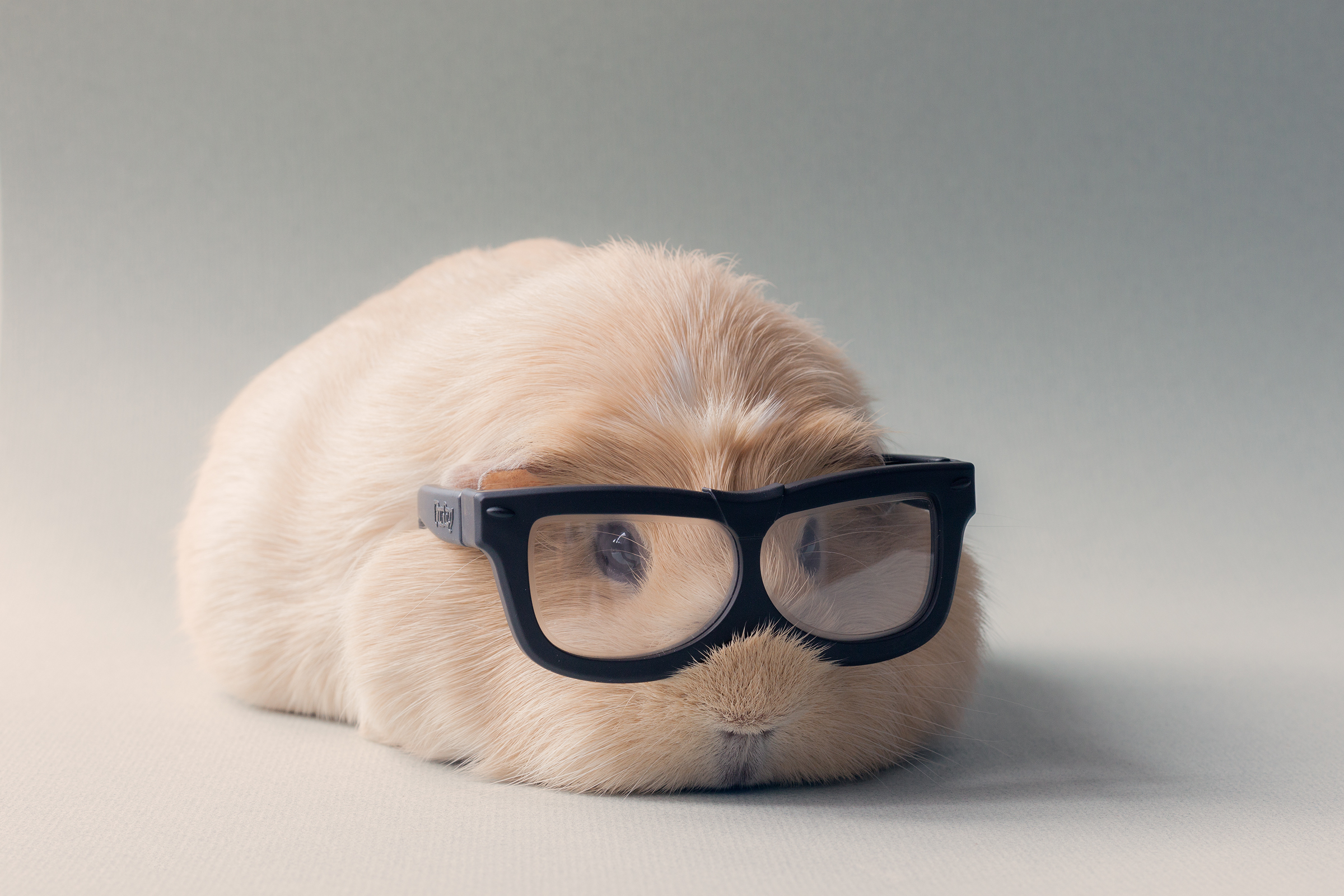 guinea pig, animal, cute, glasses