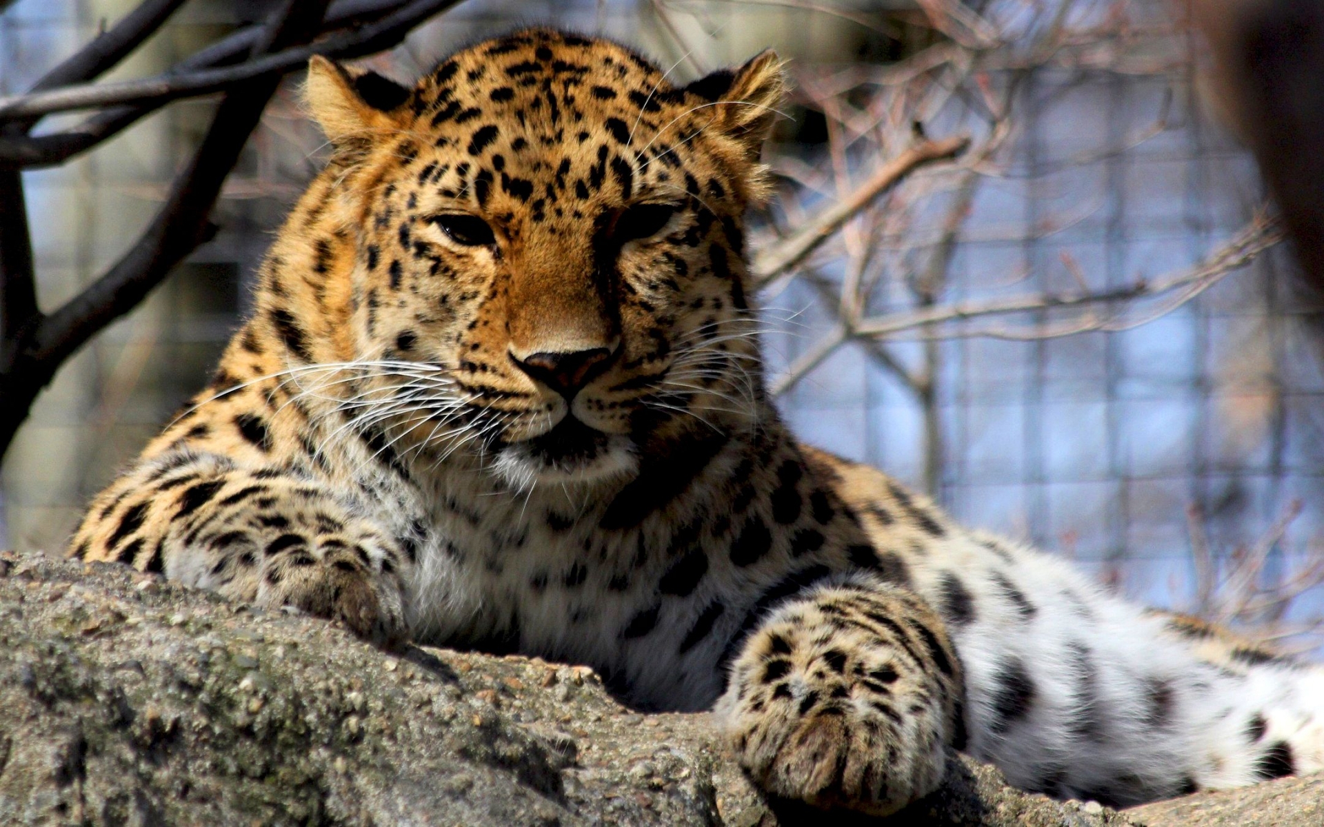 Скачати мобільні шпалери Тварини, Леопарди безкоштовно.