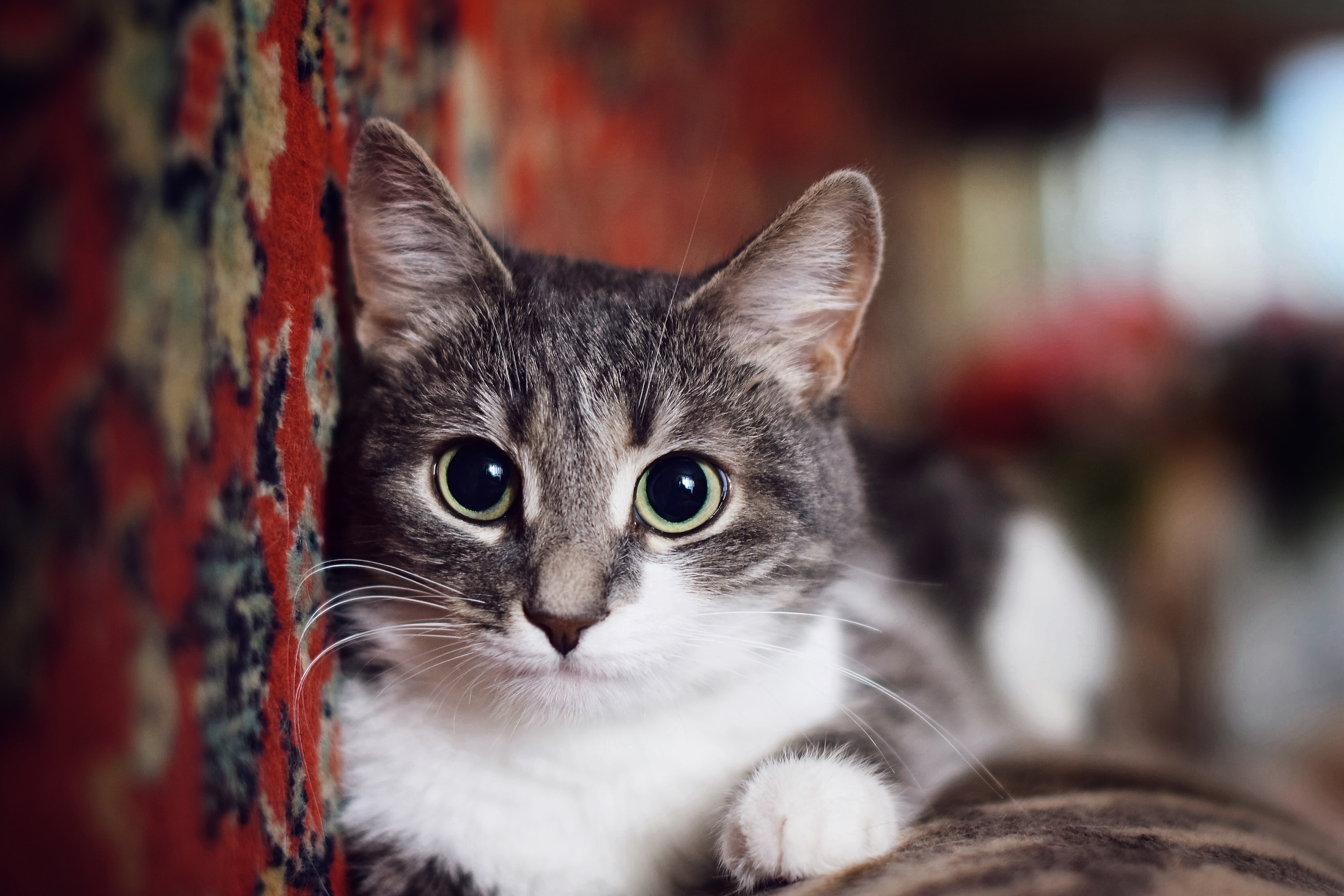 Baixe gratuitamente a imagem Animais, Gatos, Gato na área de trabalho do seu PC