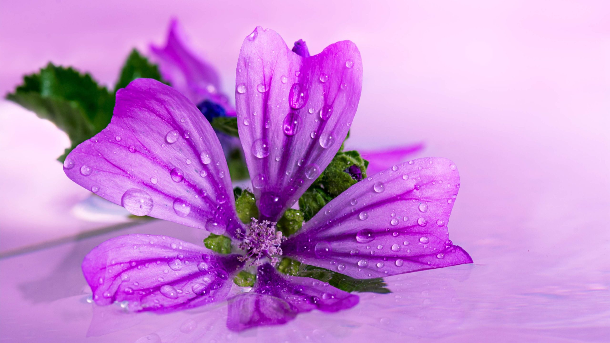 Download mobile wallpaper Flowers, Flower, Close Up, Earth, Purple Flower, Water Drop for free.