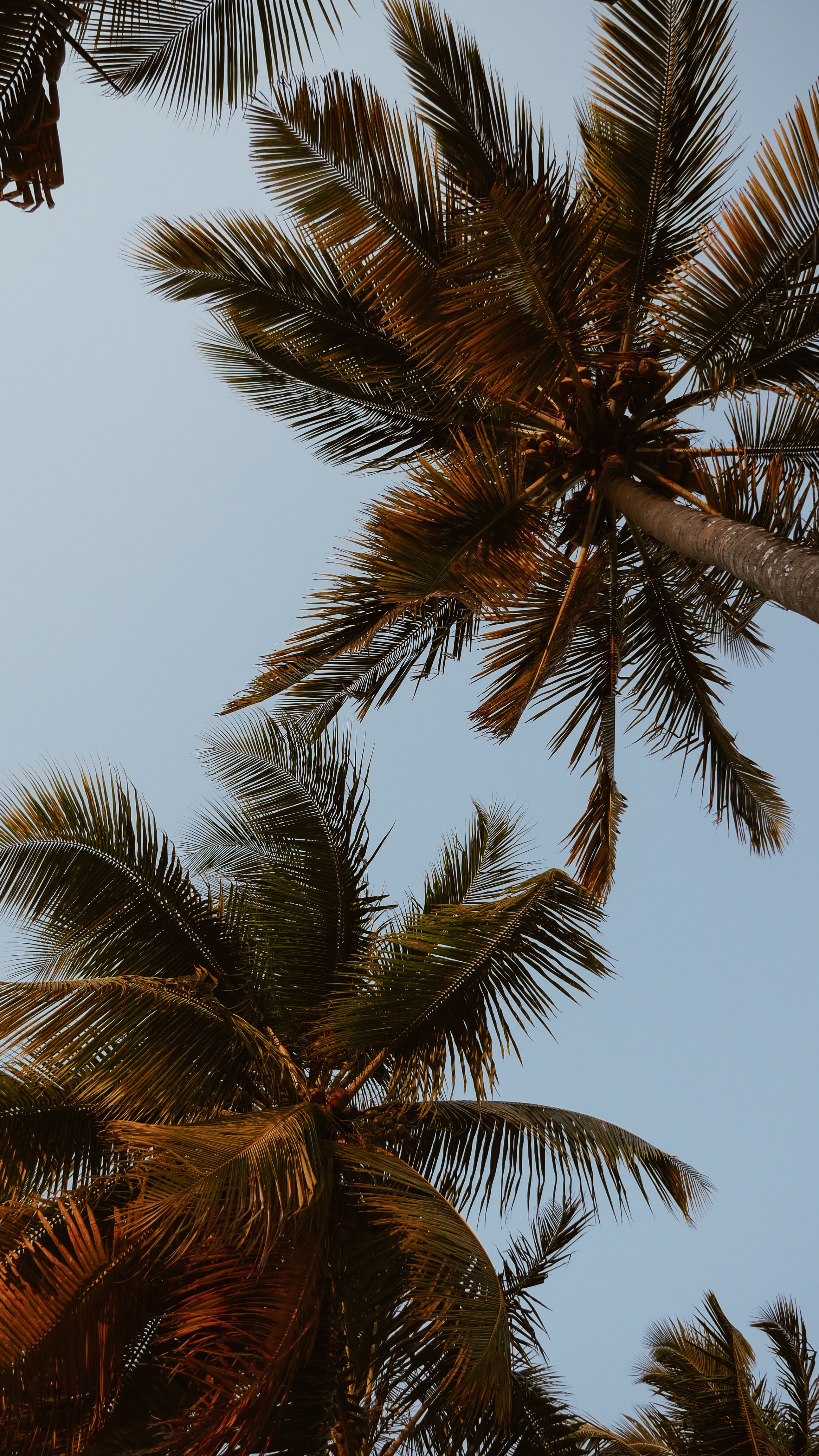 111239 descargar fondo de pantalla naturaleza, cielo, hojas, palms, corona, sucursales, ramas, zona tropical, trópico, coronas: protectores de pantalla e imágenes gratis