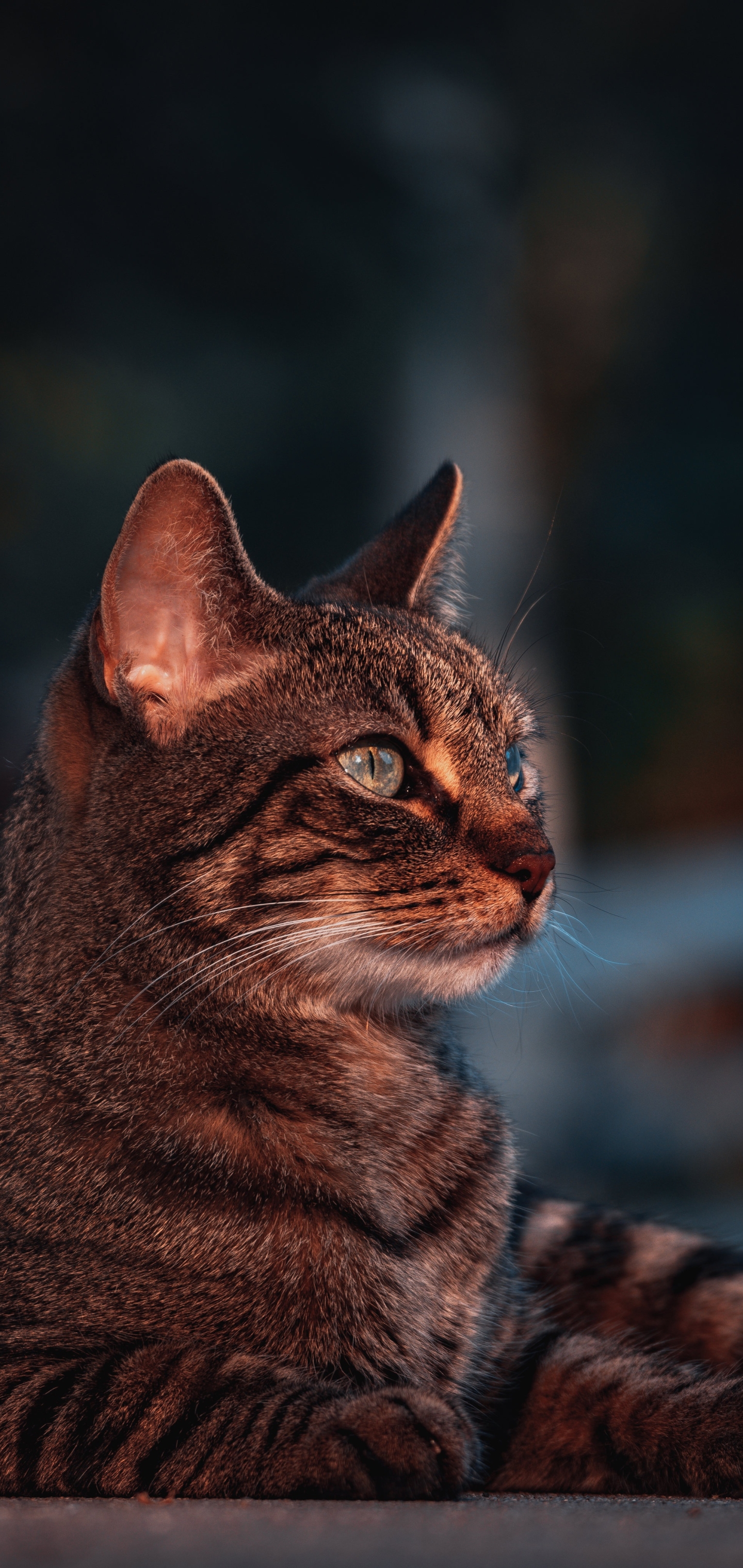 Baixe gratuitamente a imagem Animais, Gatos, Gato, Profundidade De Campo na área de trabalho do seu PC