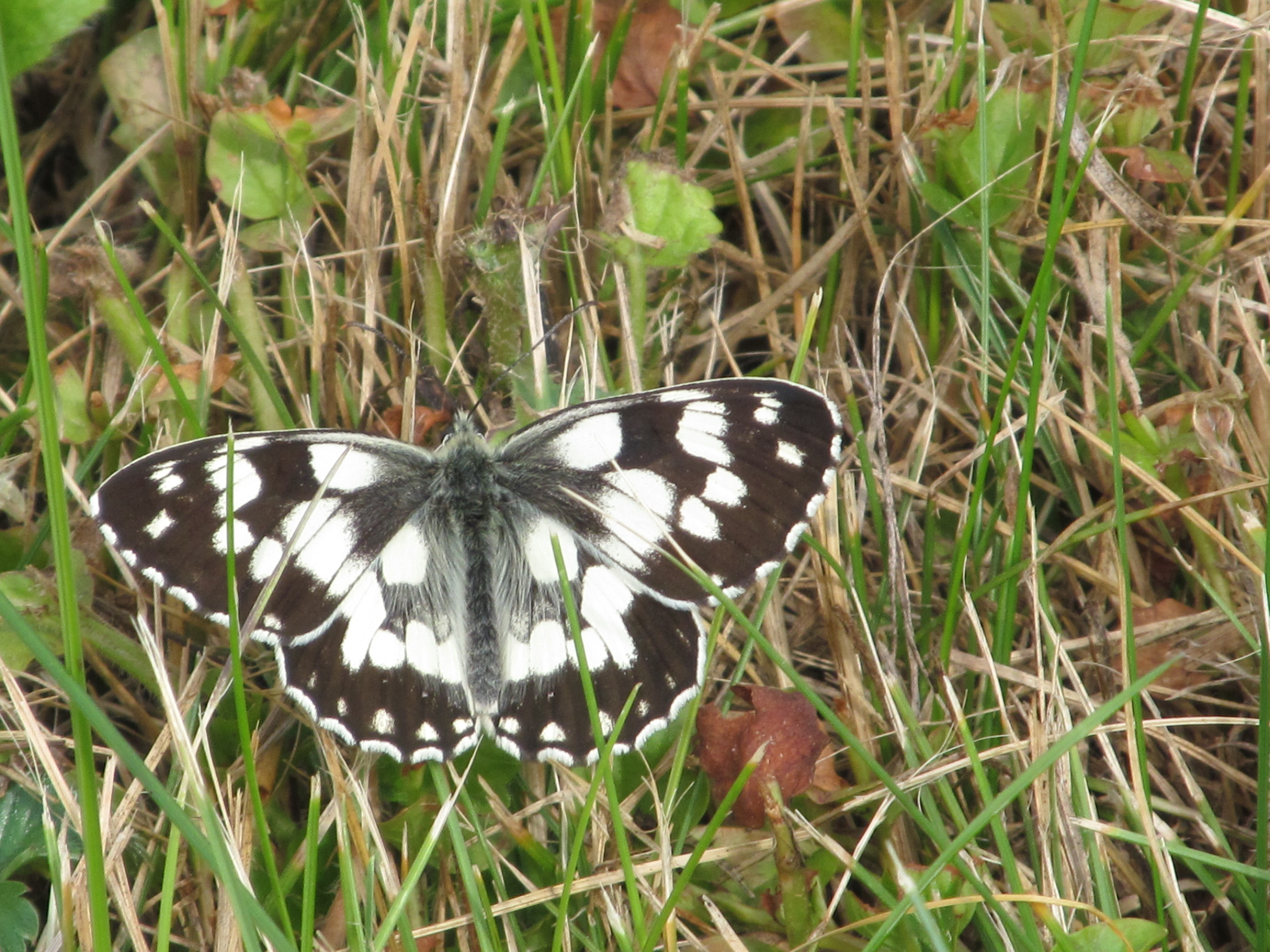 Baixe gratuitamente a imagem Animais, Borboleta na área de trabalho do seu PC