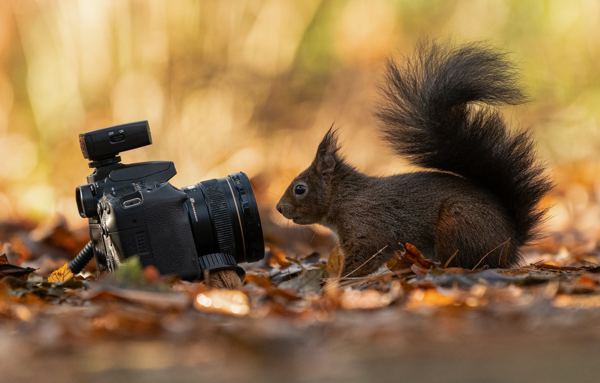 Handy-Wallpaper Tiere, Eichhörnchen, Kamera, Nagetier kostenlos herunterladen.