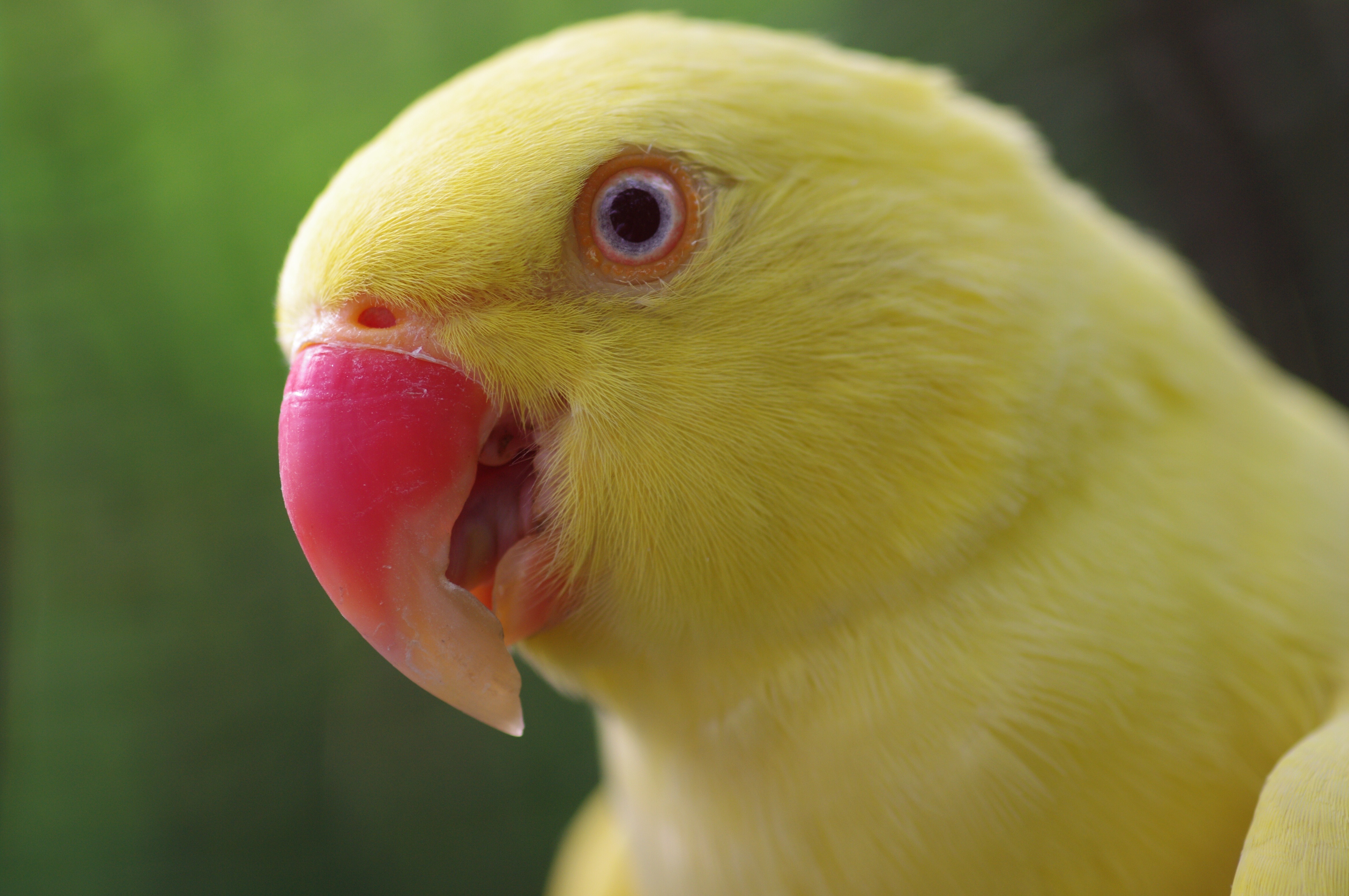 Download mobile wallpaper Yellow Ring Neck Parrot, Bird, Birds, Animal for free.
