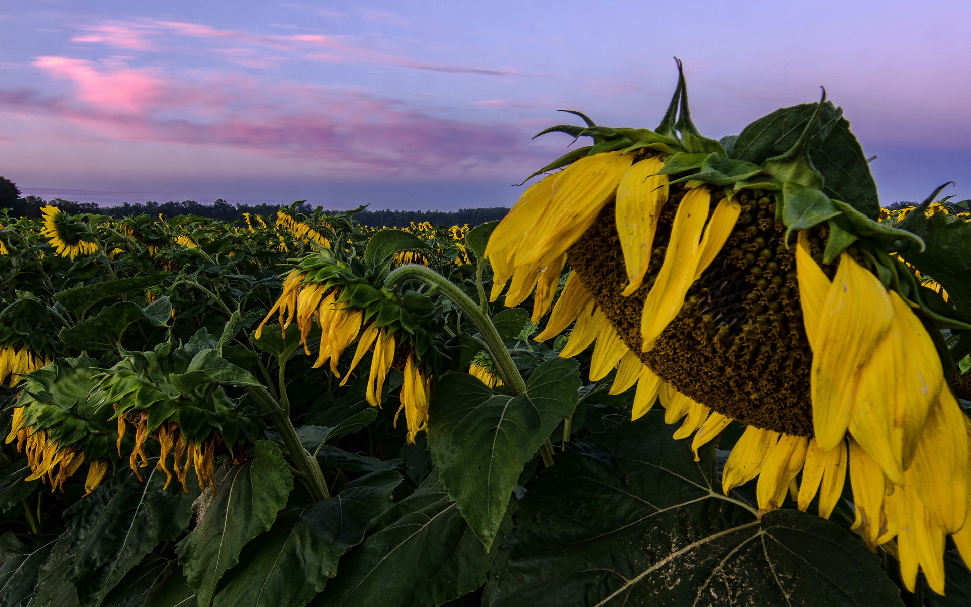 Download mobile wallpaper Flowers, Earth, Sunflower for free.