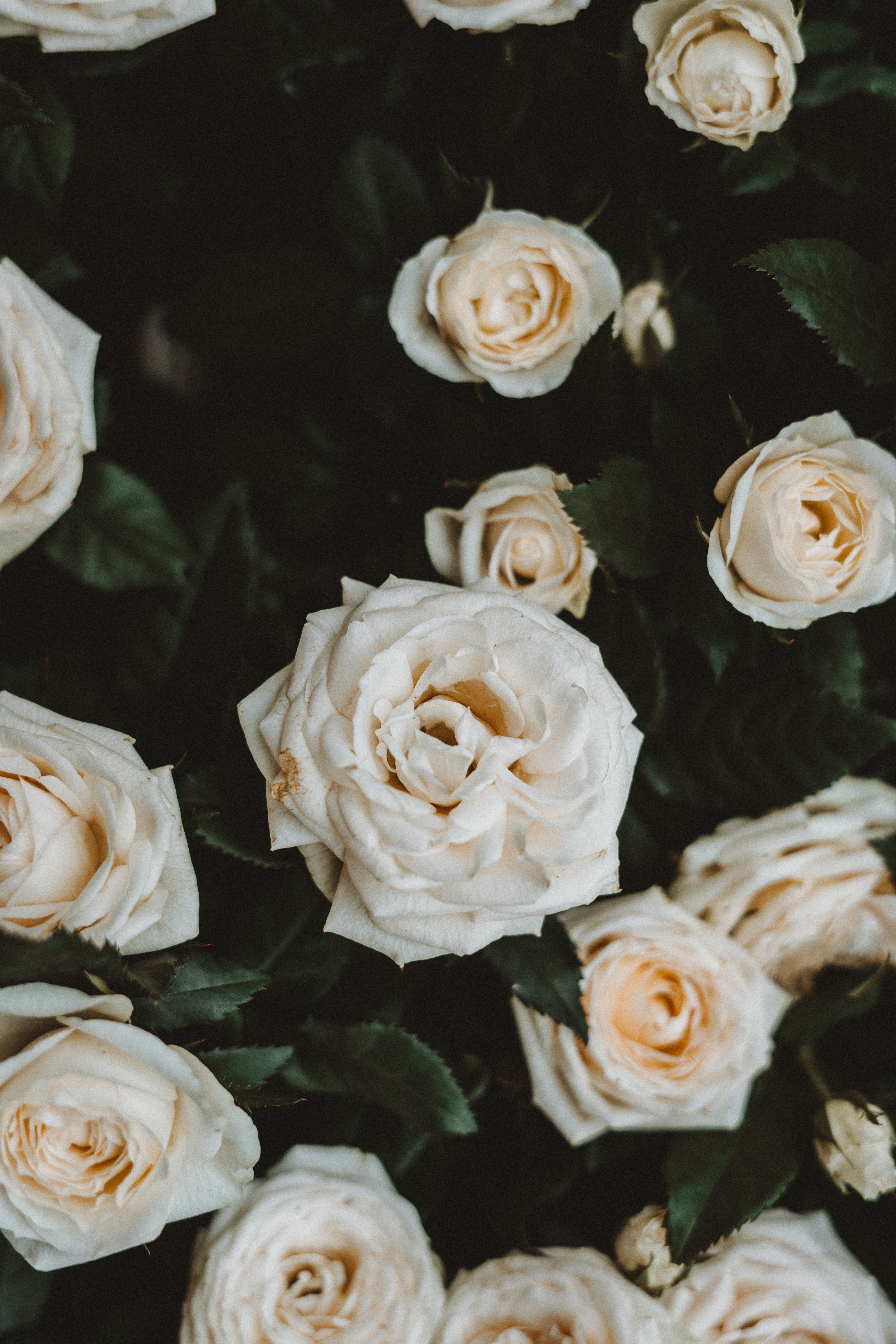 Laden Sie das Pflanze, Blühen, Blühenden, Blumen, Roses-Bild kostenlos auf Ihren PC-Desktop herunter