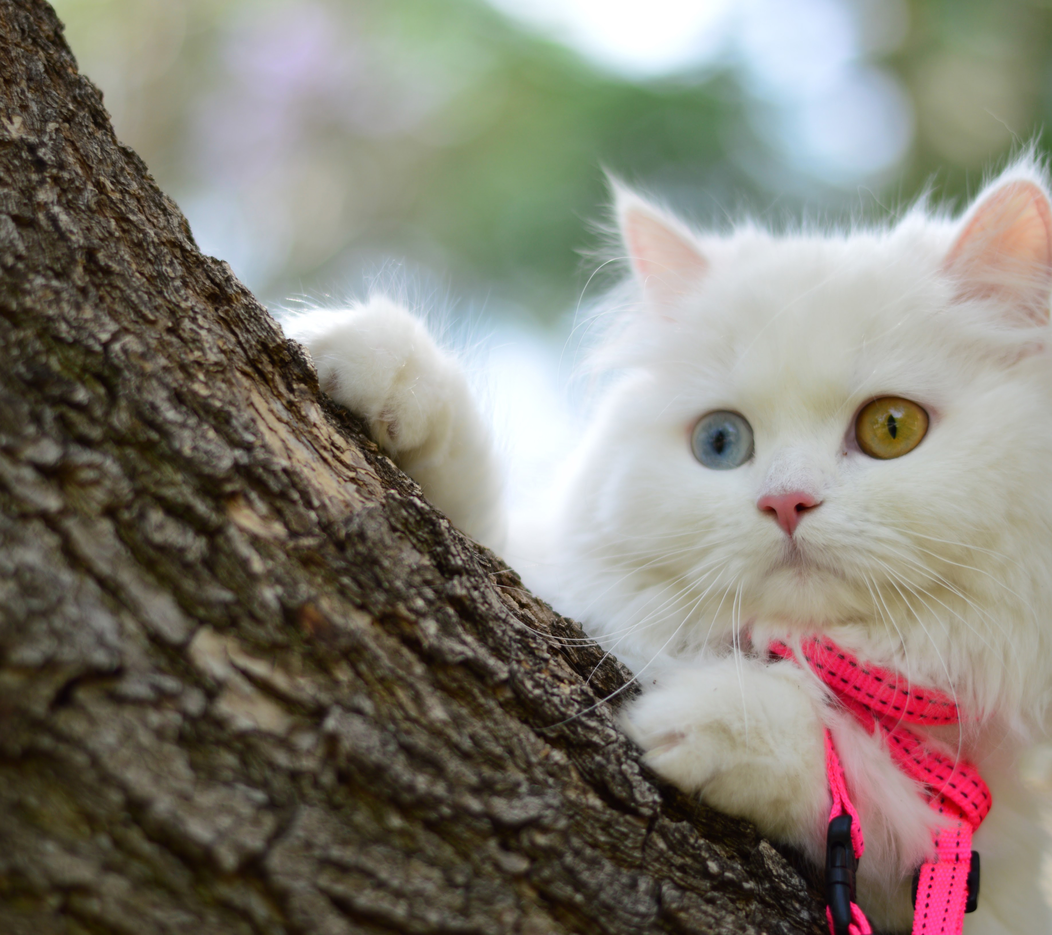 Download mobile wallpaper Cats, Cat, Animal, Heterochromia for free.