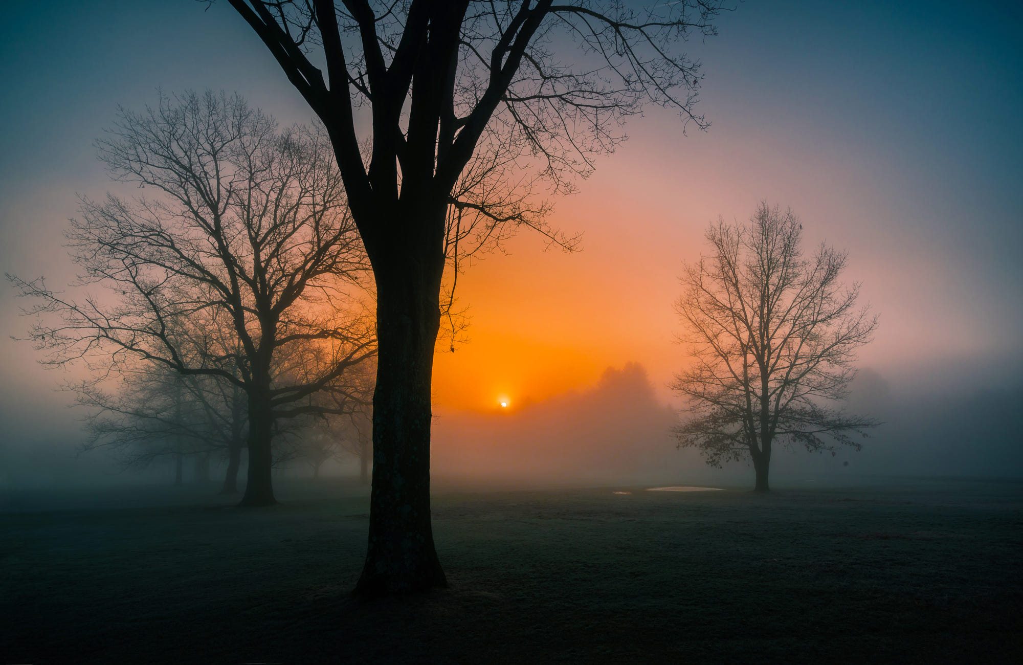 Téléchargez gratuitement l'image Coucher De Soleil, Arbre, Brouillard, Terre/nature sur le bureau de votre PC