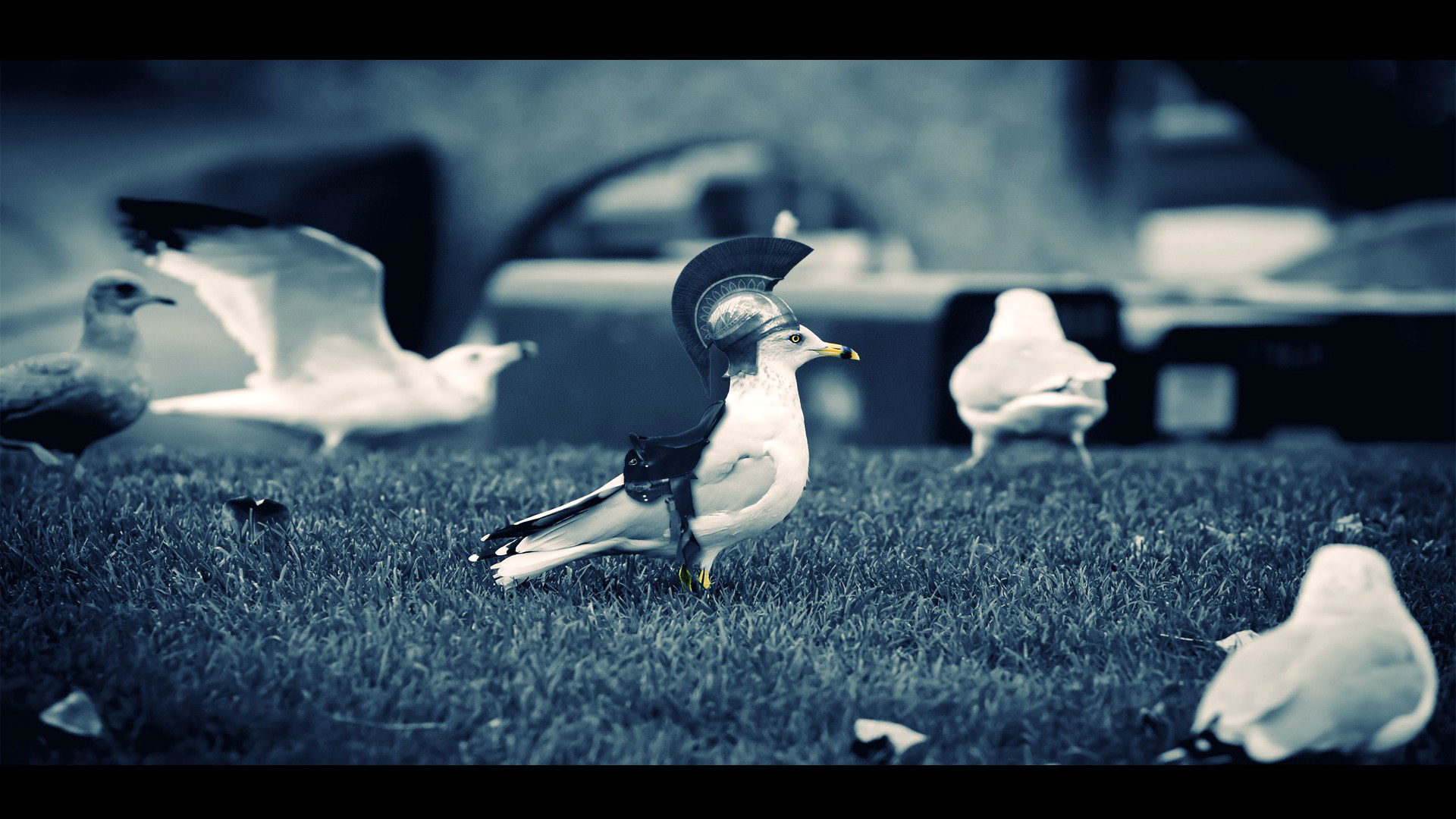 Free download wallpaper Funny, Bird, Photography, Humor, Manipulation on your PC desktop