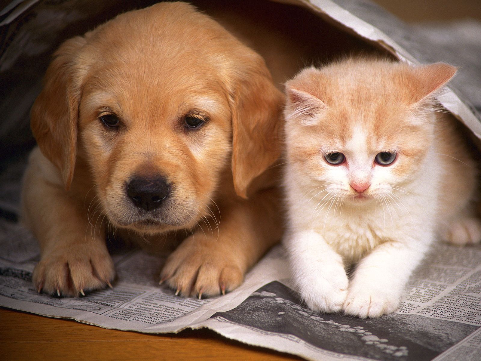 kitty, animals, friendship, kitten, couple, pair, hide, puppy, newspaper
