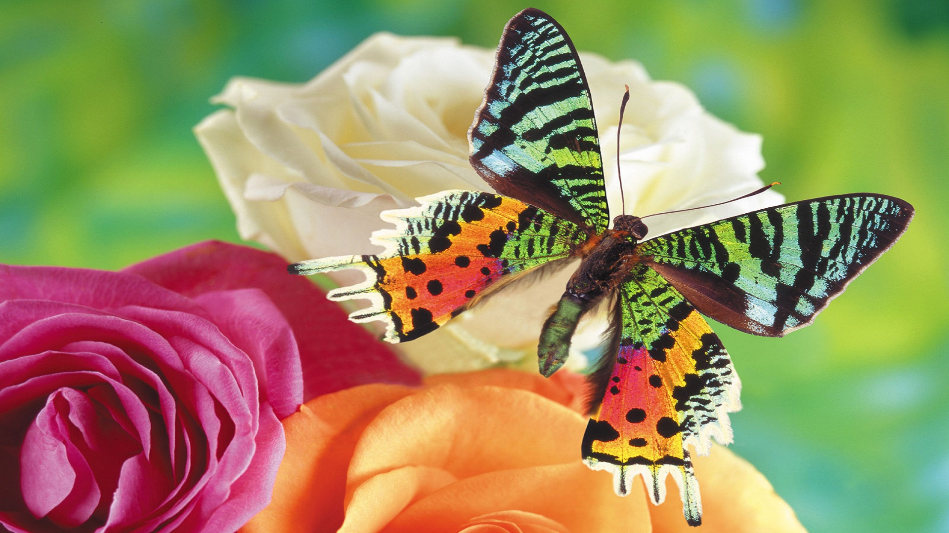 Free download wallpaper Rose, Insect, Butterfly, Animal, Colorful on your PC desktop