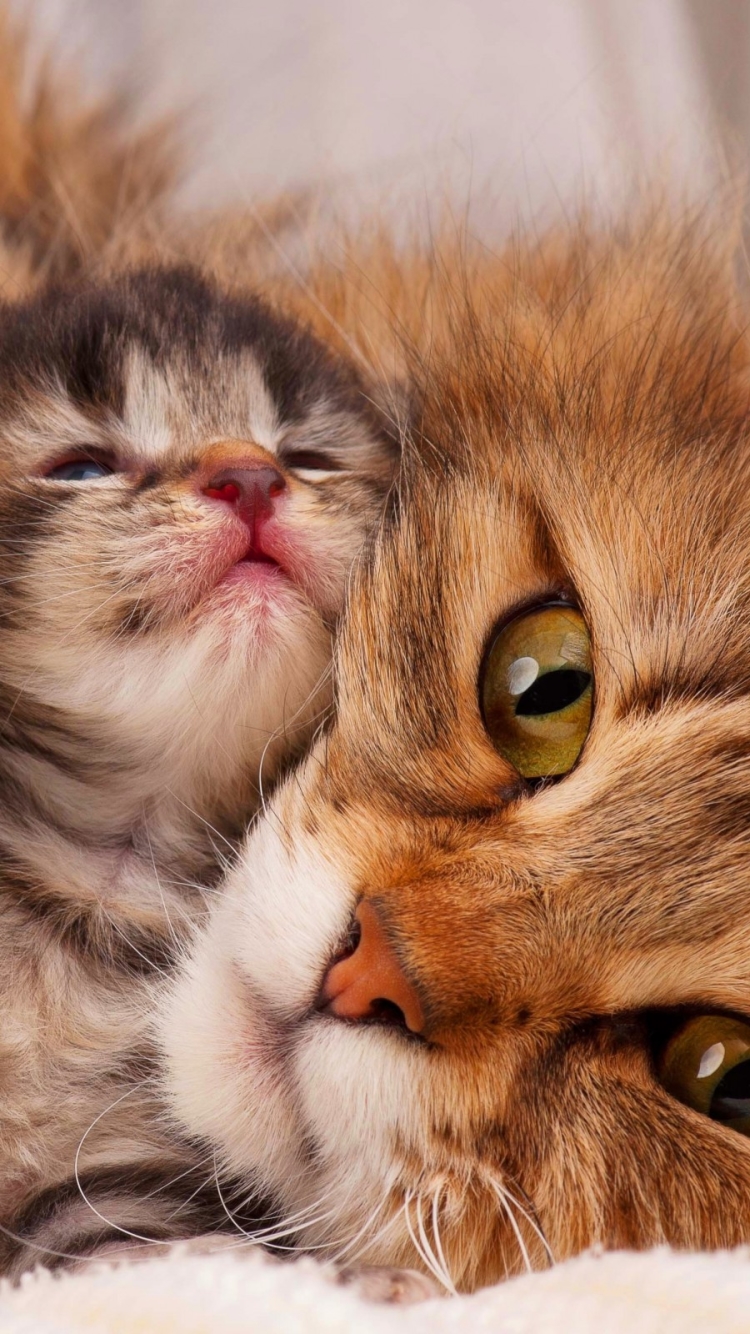 Download mobile wallpaper Cats, Love, Cat, Kitten, Animal, Face, Cute for free.